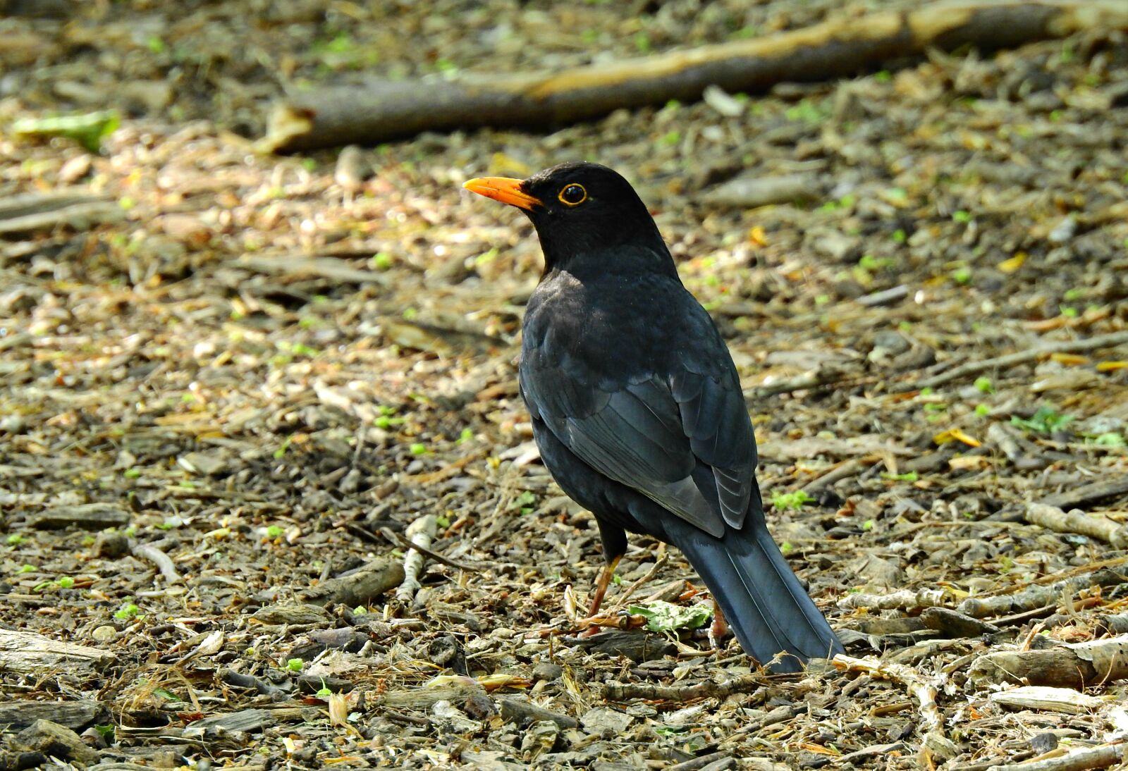 Nikon Coolpix P900 sample photo. Blackbird, bird, songbird photography