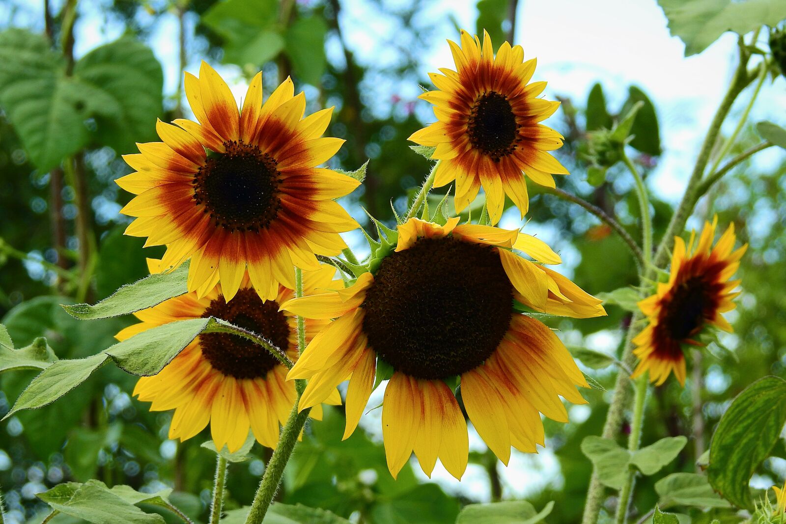 Nikon Coolpix P900 sample photo. Sunflowers, beauty, yellow photography