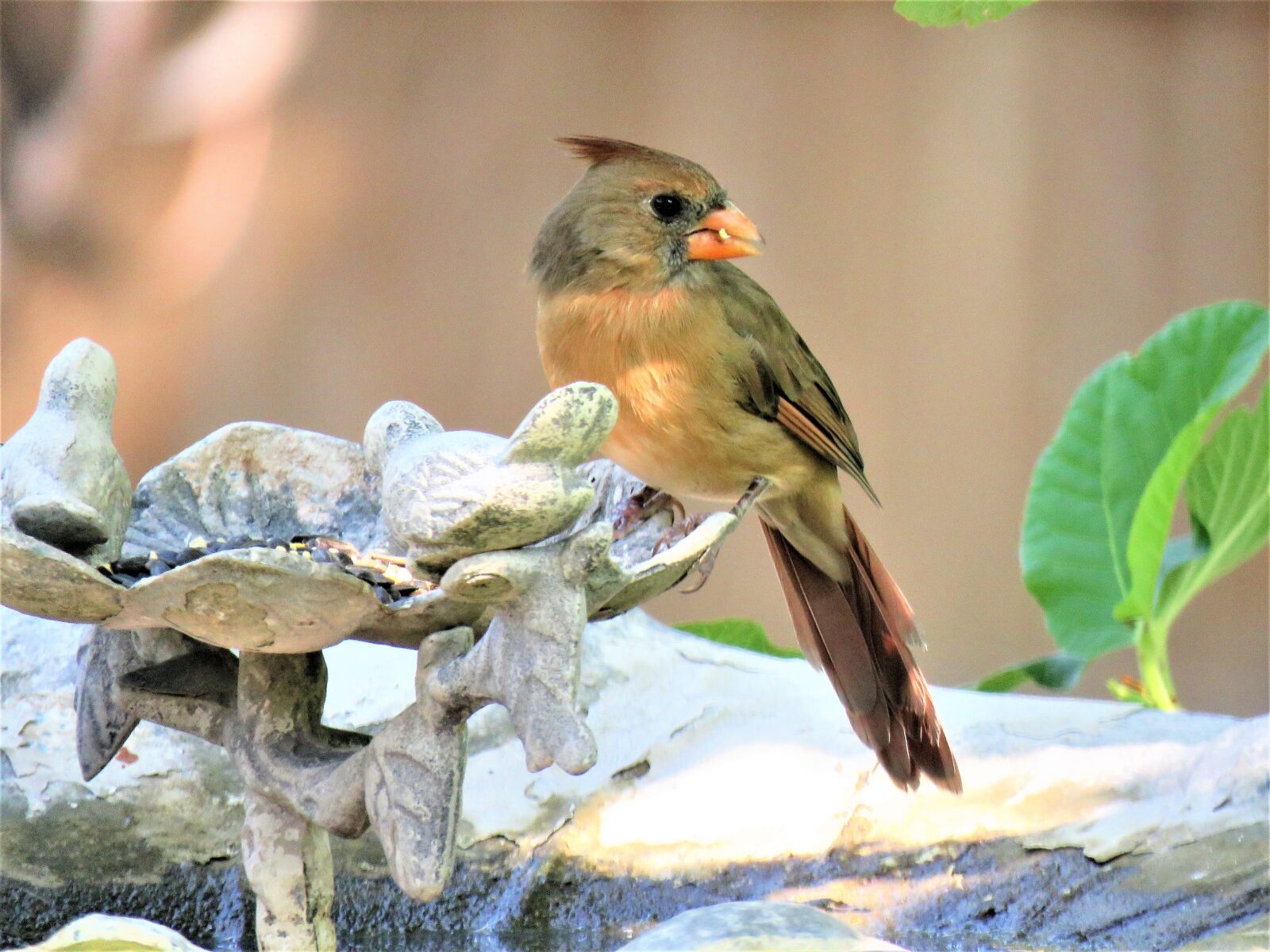 Canon PowerShot SX60 HS sample photo. Bird, colorful, wildlife photography