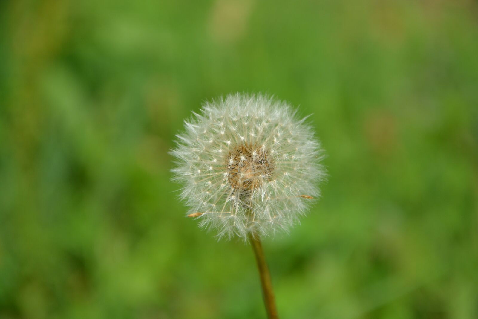Nikon D5200 sample photo. Dandelion, fruit egret, nature photography