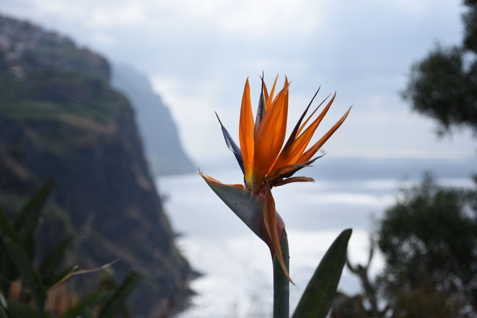 Nikon D7200 sample photo. Madeira, flower, nature photography