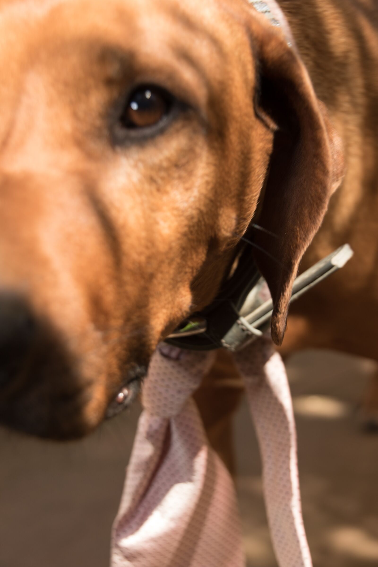 Canon EOS 7D Mark II sample photo. Dog, animal, pet photography