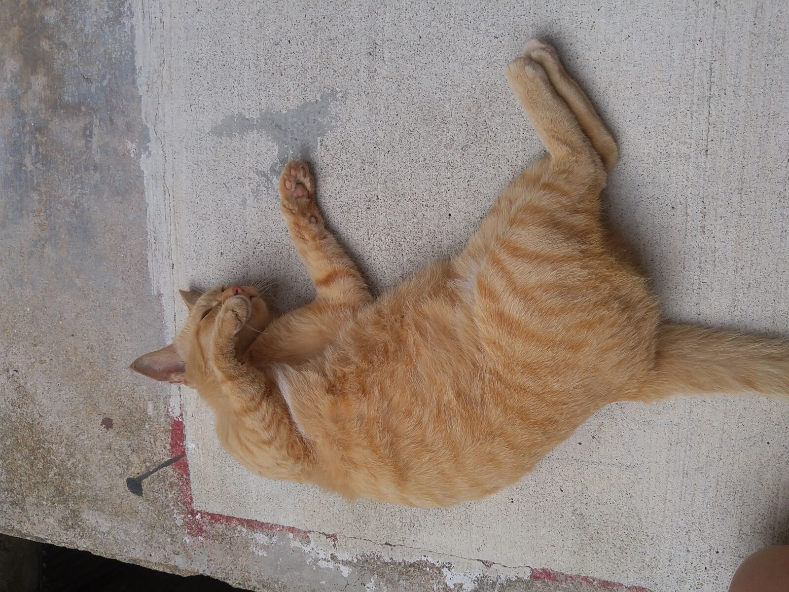 LG G4 sample photo. Animal, cat, cat, tabby photography