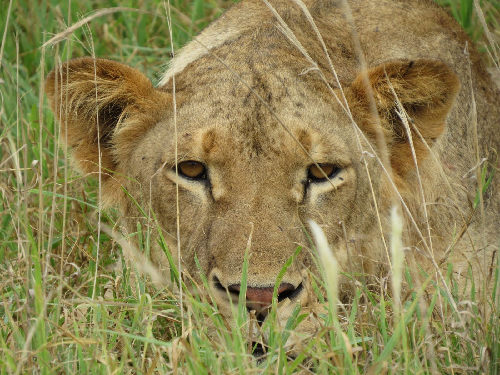 Canon PowerShot SX50 HS sample photo. Lion, safari, africa photography