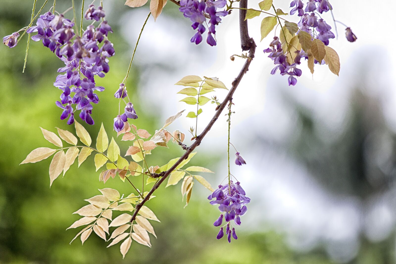Canon EOS 500D (EOS Rebel T1i / EOS Kiss X3) sample photo. Flower, wisteria, spring photography