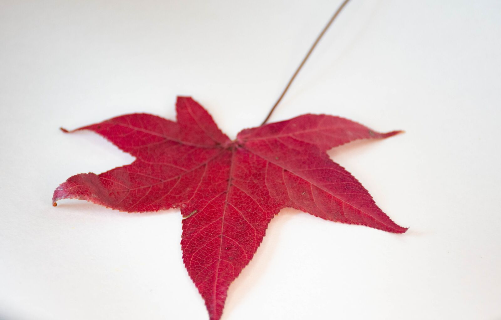 Nikon D7200 sample photo. Leaves, colorful, autumn photography