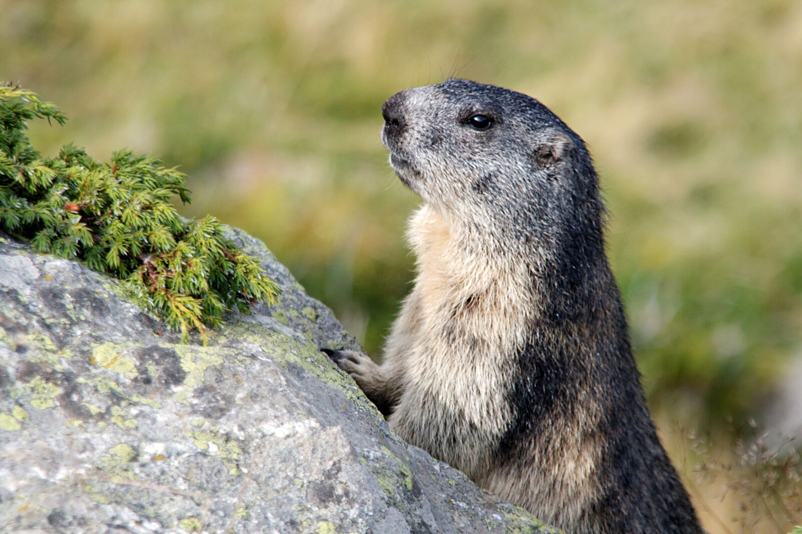 Canon EOS 30D sample photo. Marmots, aletsch glacier, valais photography