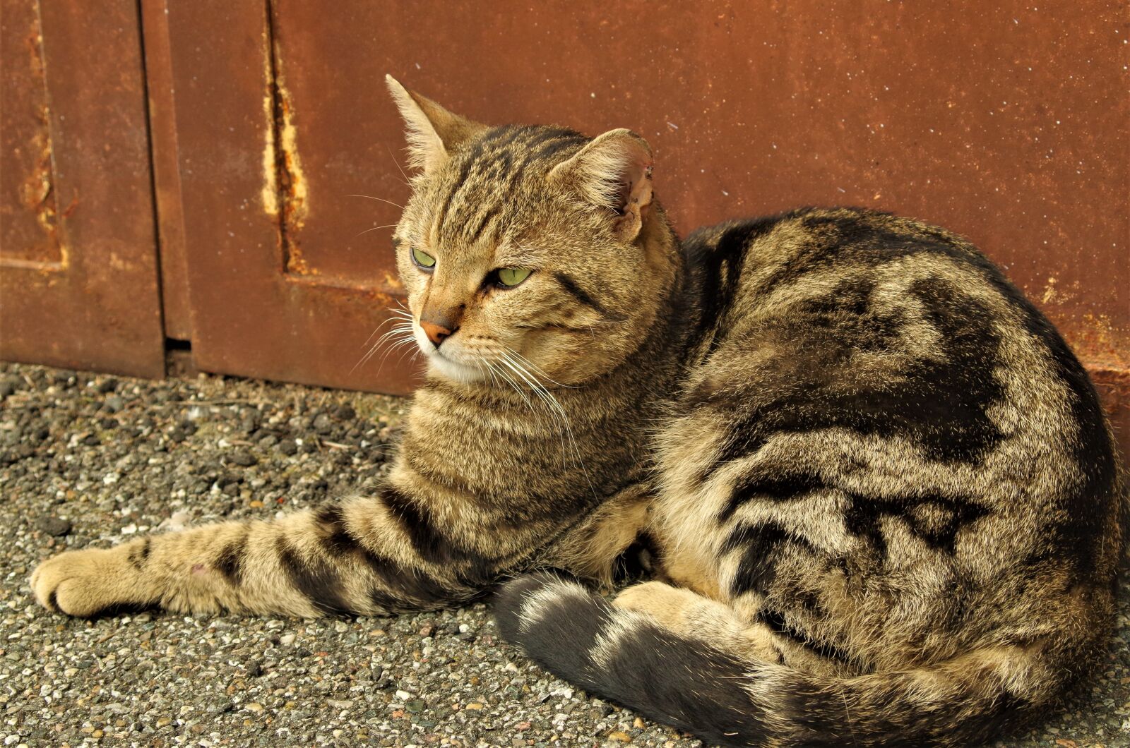 Pentax K-50 sample photo. Cat, stray cat, calico photography