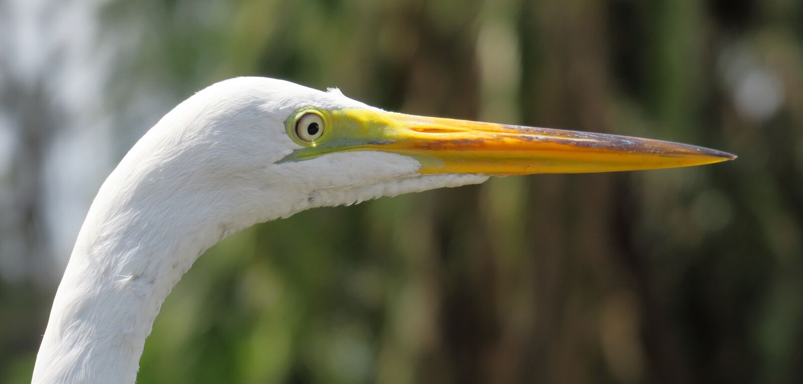 Canon PowerShot G3 X sample photo. Most day-herons and, screams photography