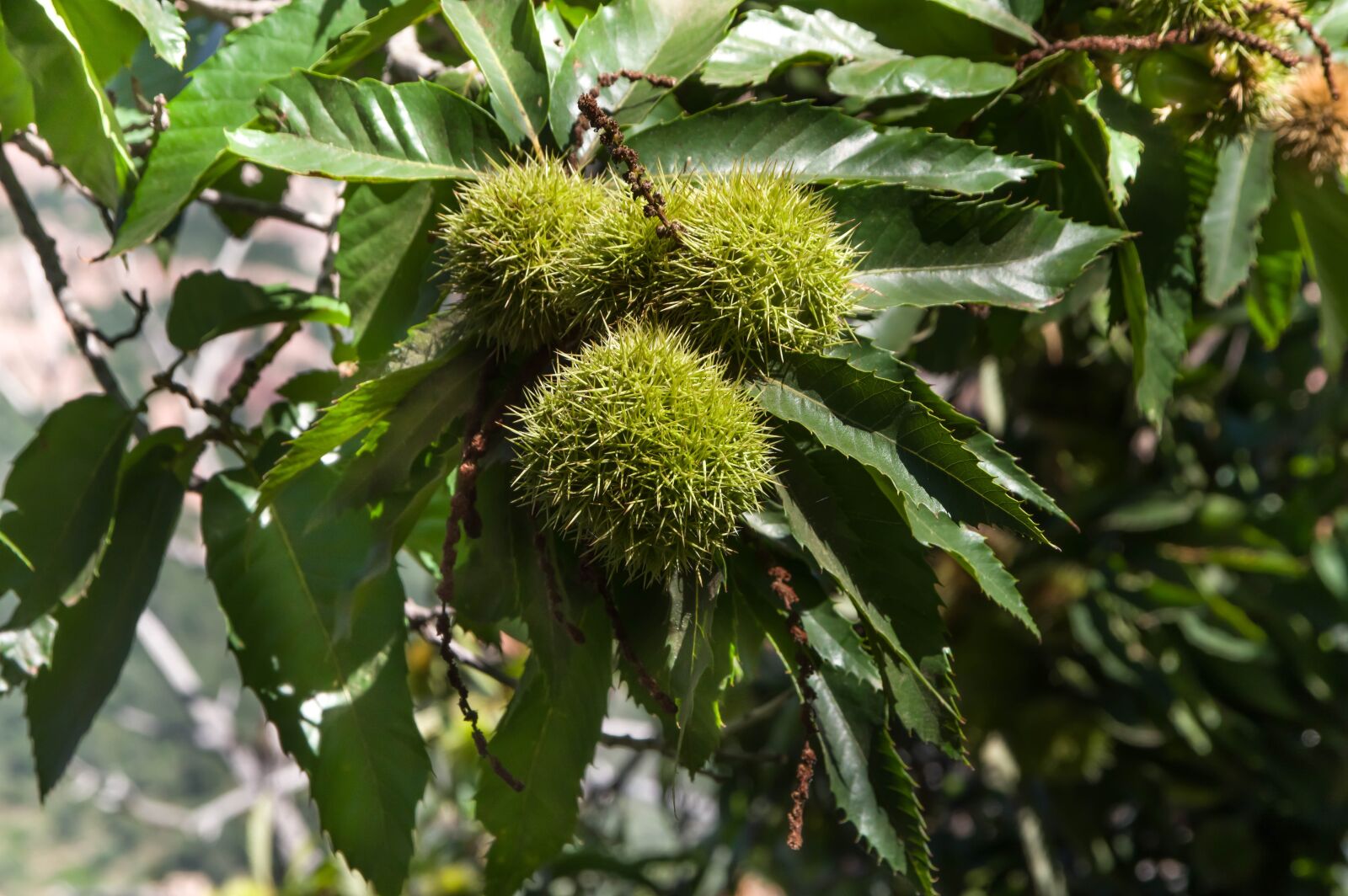 Pentax KP sample photo. Chestnuts, chestnut, fall photography