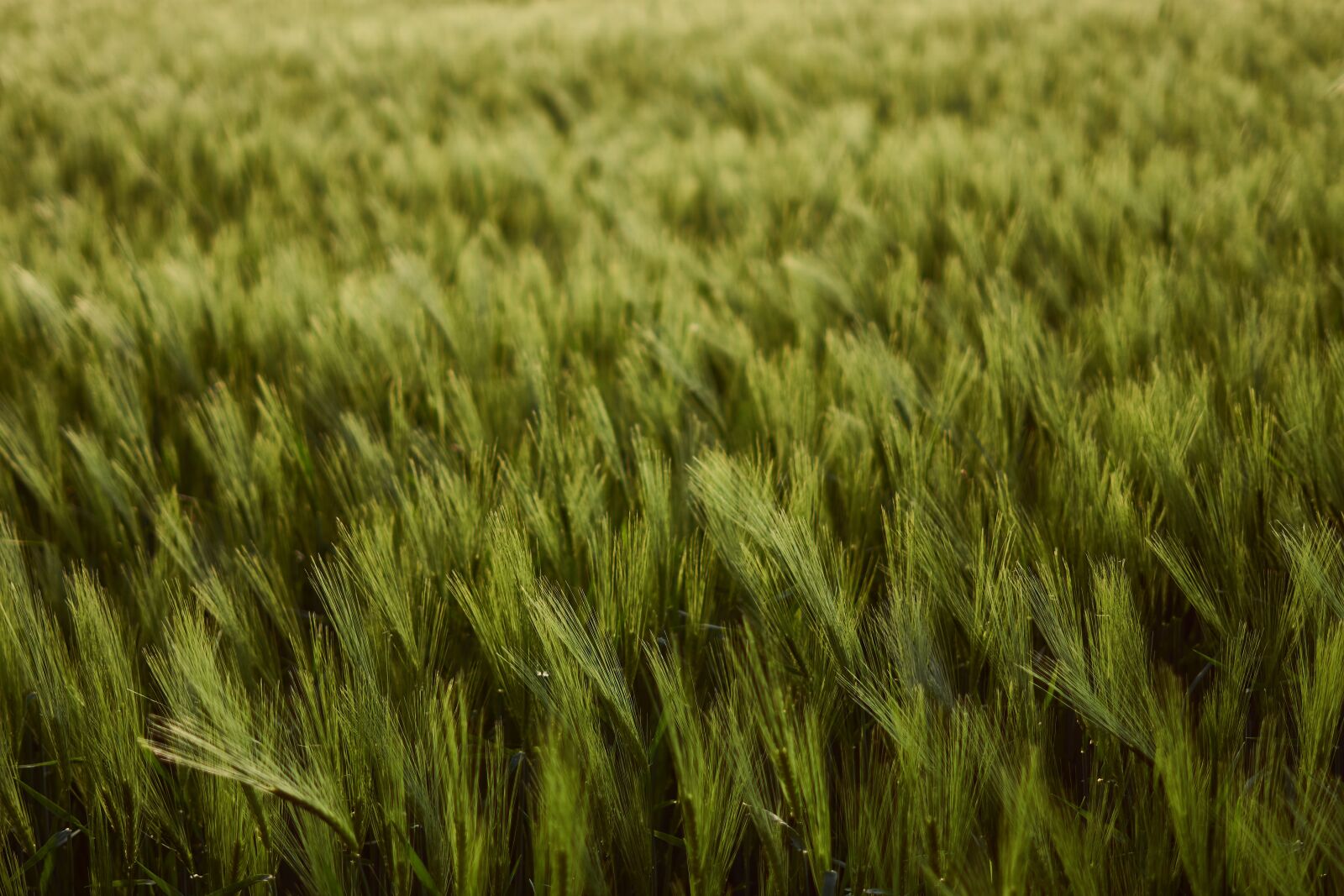 Sony a6000 + Sony FE 50mm F1.8 sample photo. Wheat field, wheat, cereals photography