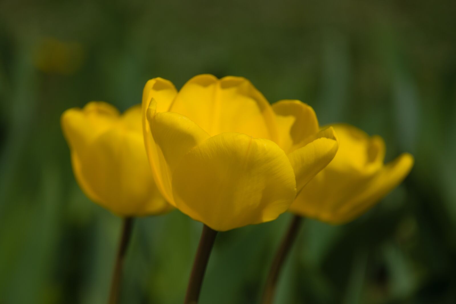 Nikon D5300 sample photo. Tulip, spring, nature photography