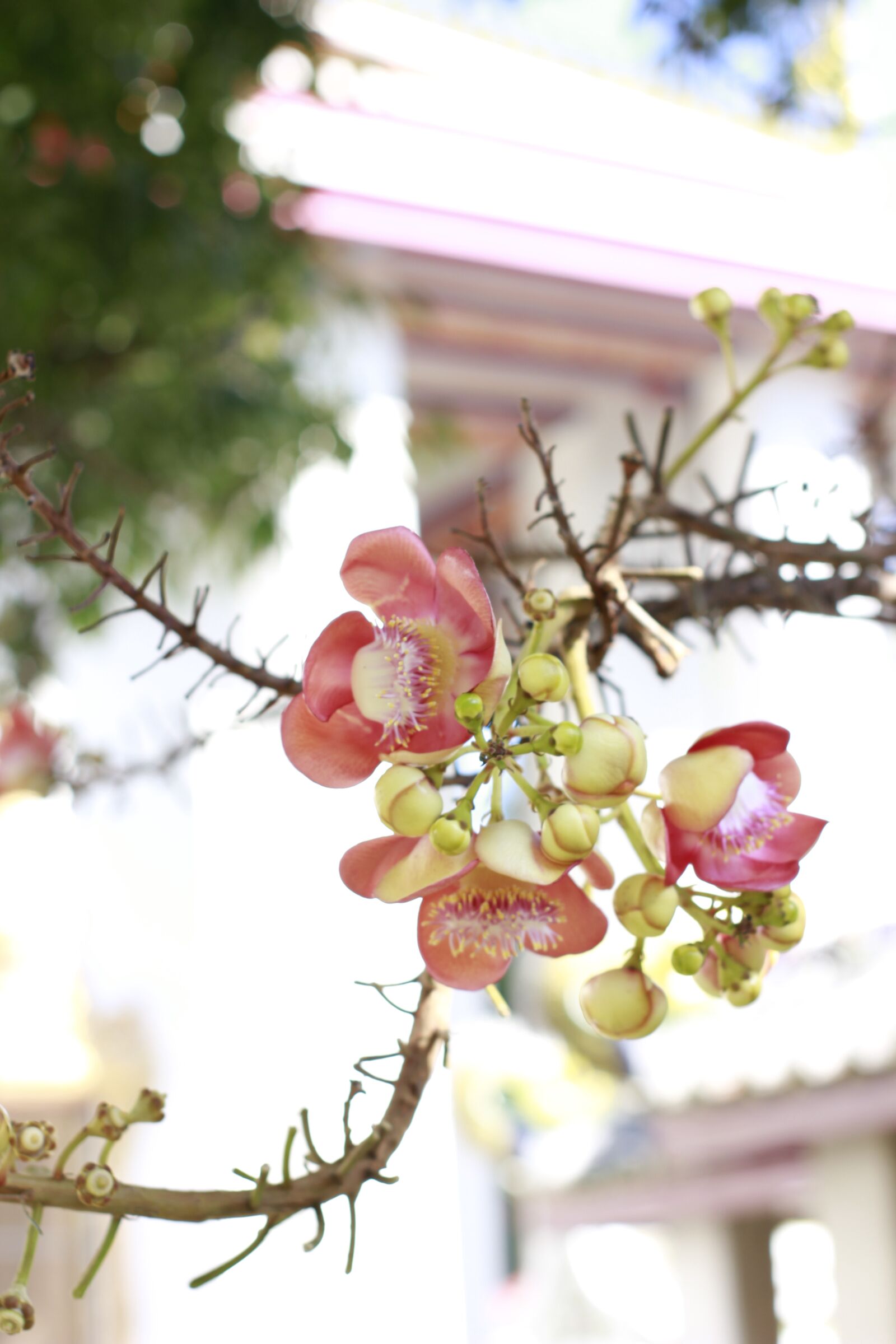 Canon EOS 550D (EOS Rebel T2i / EOS Kiss X4) sample photo. Flowers, plant, nature photography