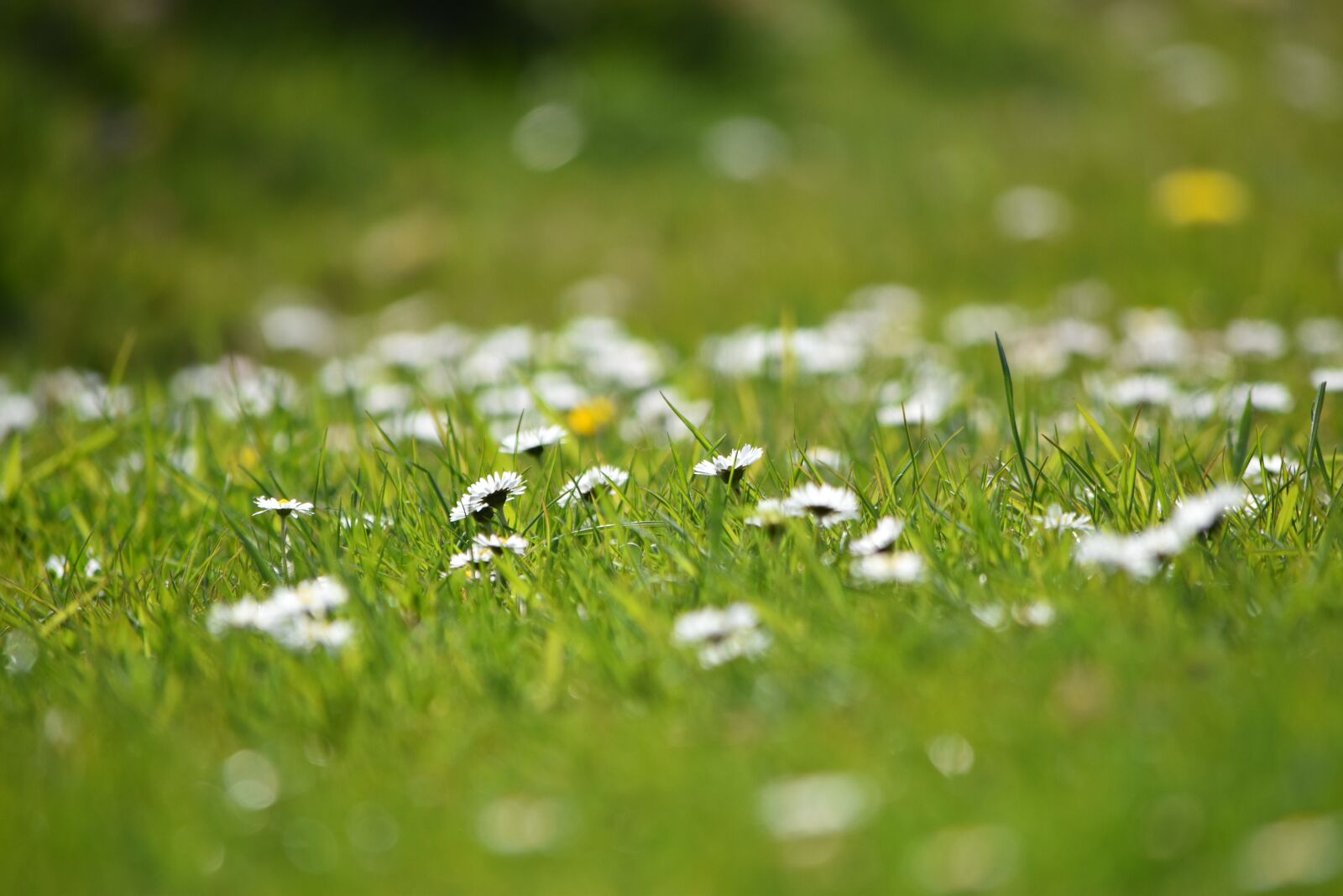 Nikon D5500 sample photo. Daisy, flower, rush photography