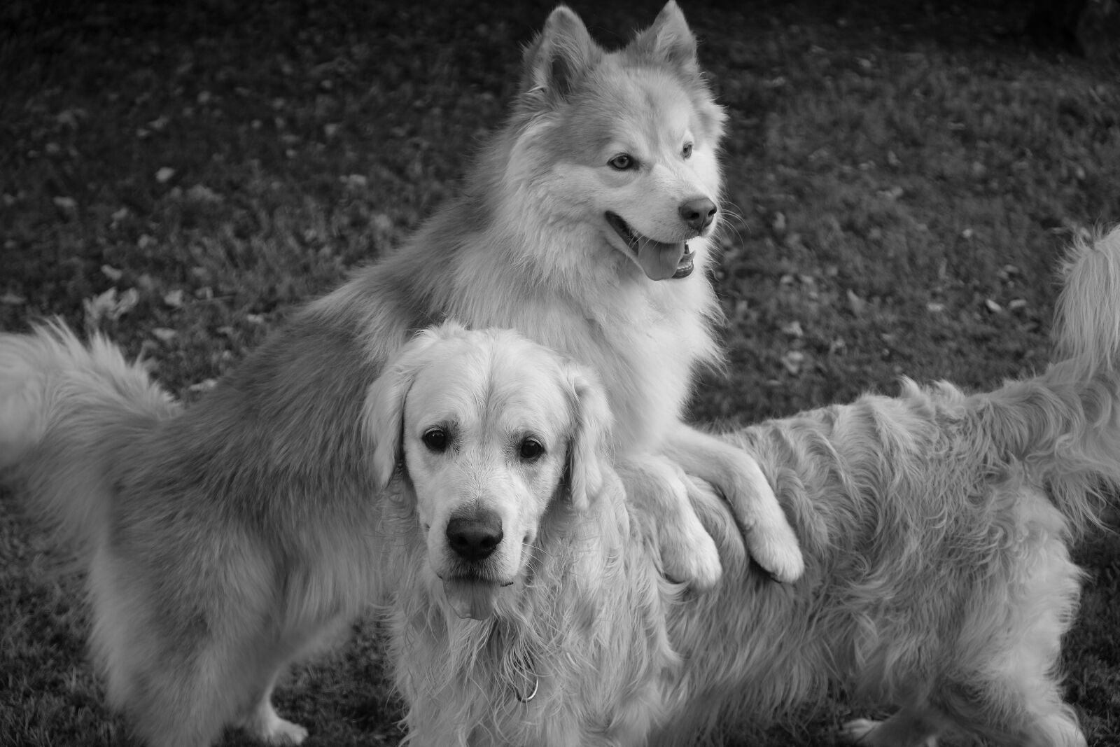 Fujifilm X-T20 sample photo. Dogs, friends, happy photography