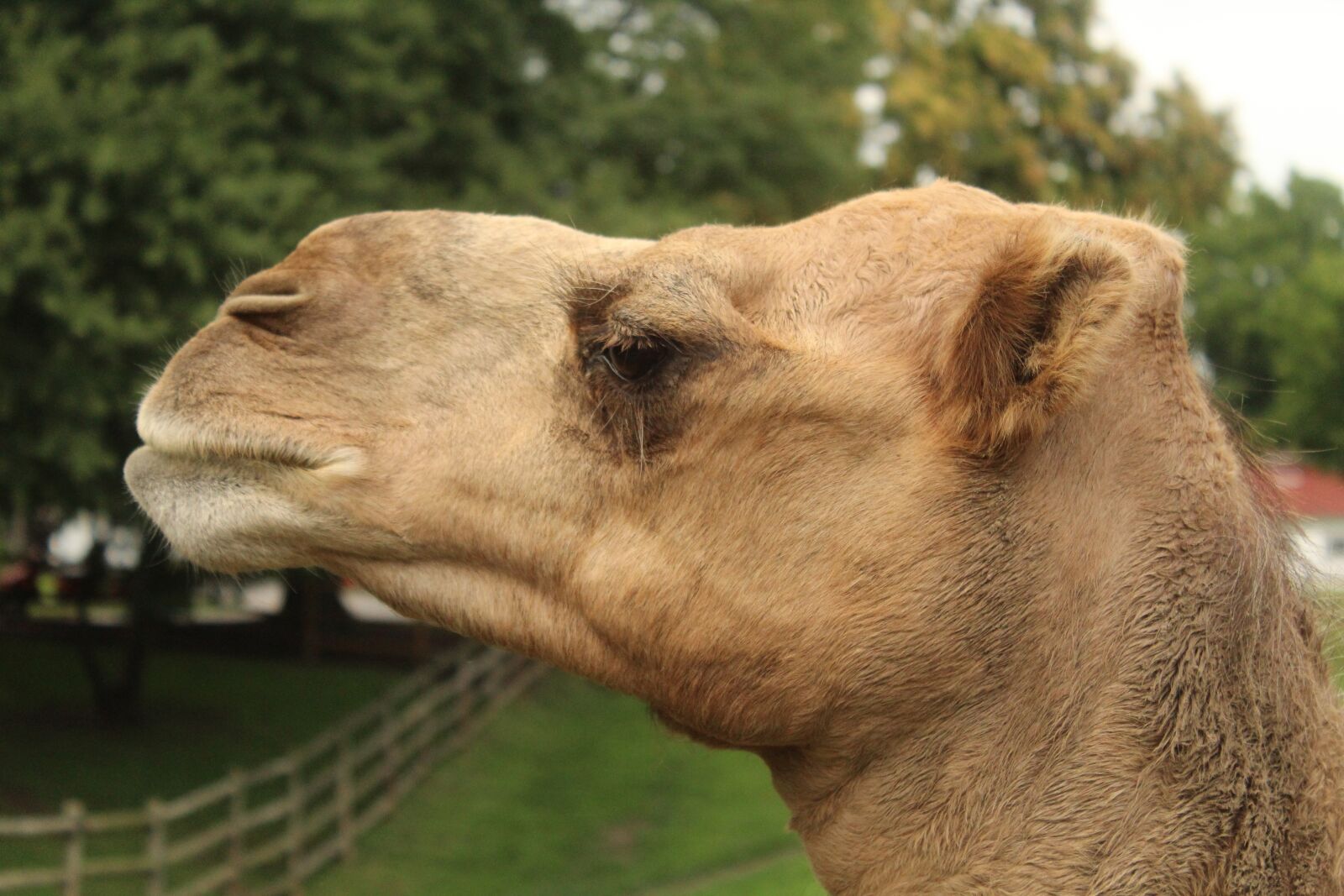 Canon EOS 1200D (EOS Rebel T5 / EOS Kiss X70 / EOS Hi) sample photo. Camel, head, closeup photography