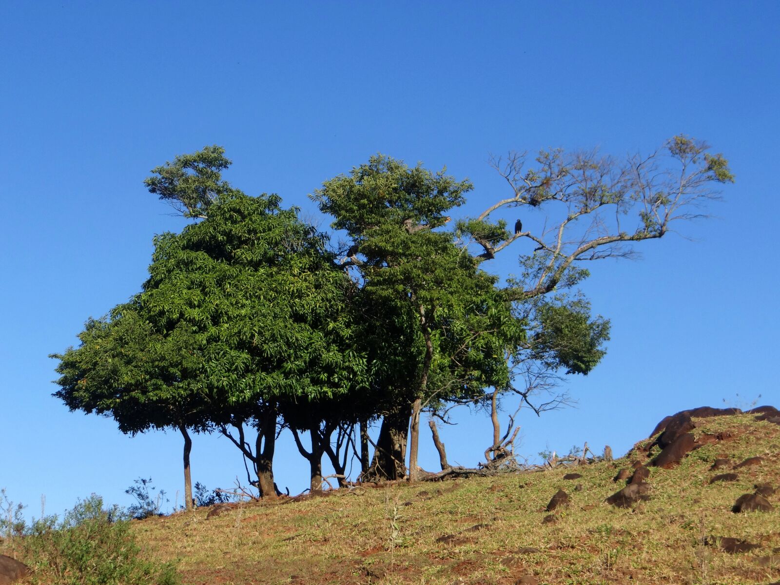 Sony DSC-HX200V sample photo. Landscape, tree, vulture photography