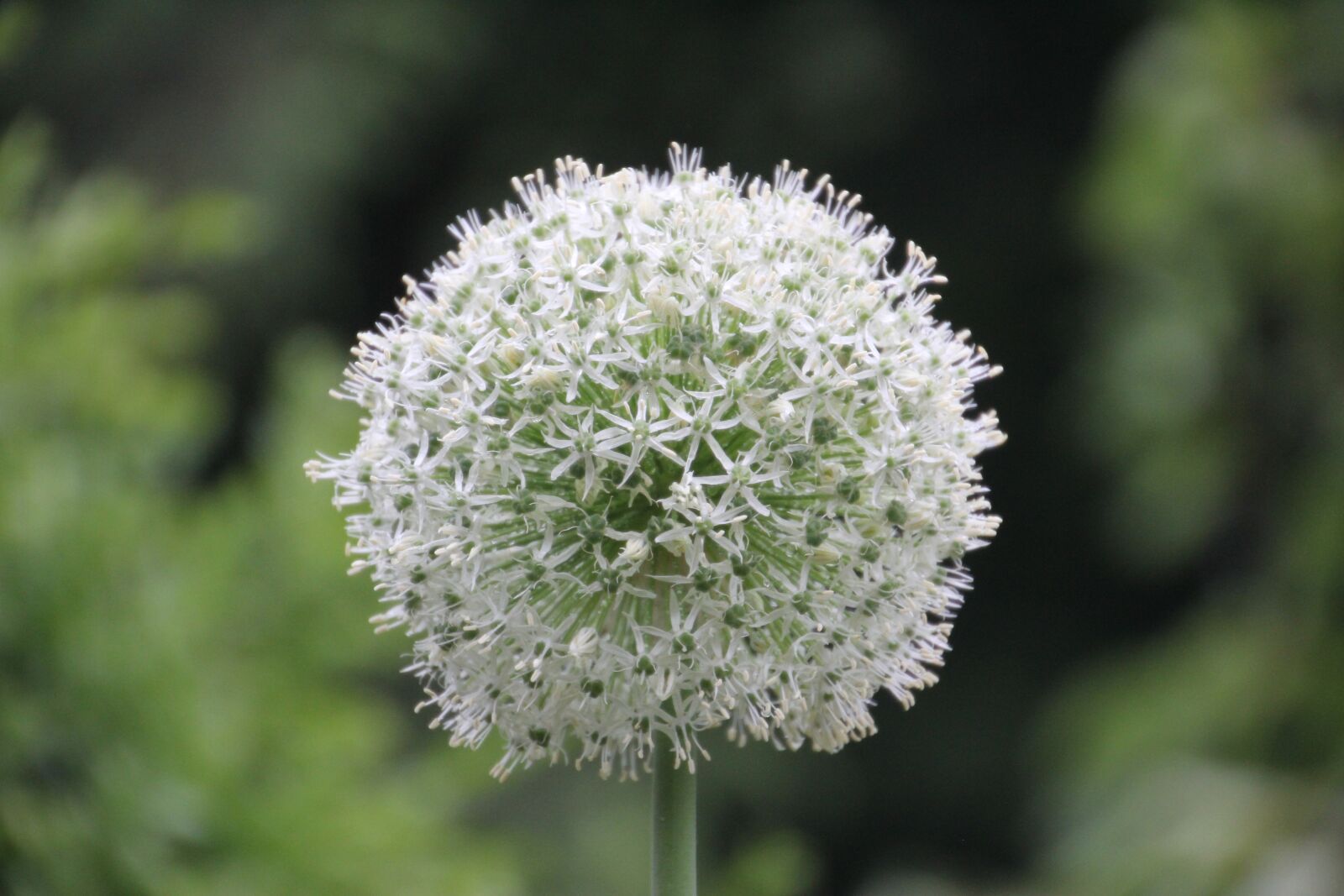 Canon EOS 60D sample photo. Ornamental onion, white, allium photography