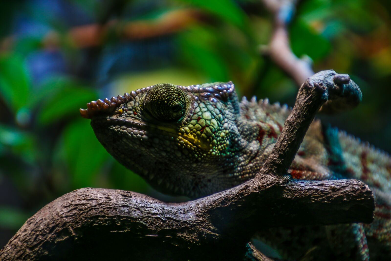 Canon EOS 70D sample photo. Chameleon, reptile, color photography