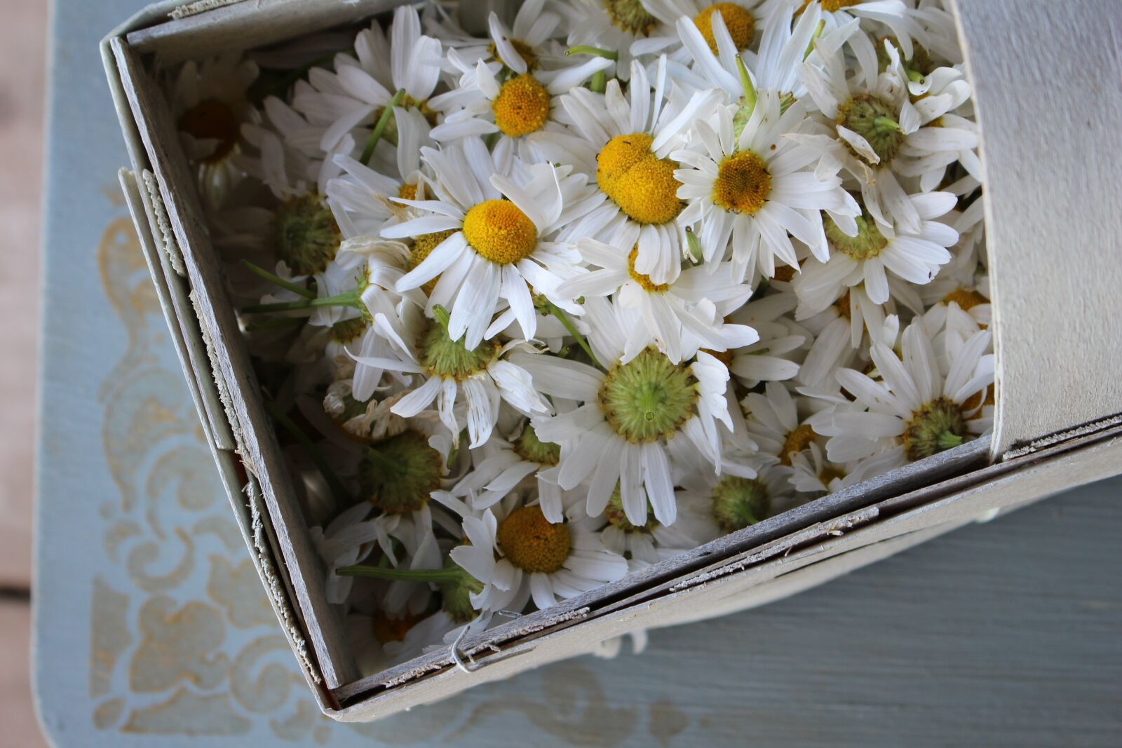 Canon EOS 700D (EOS Rebel T5i / EOS Kiss X7i) sample photo. Chamomile, flowers, summer photography