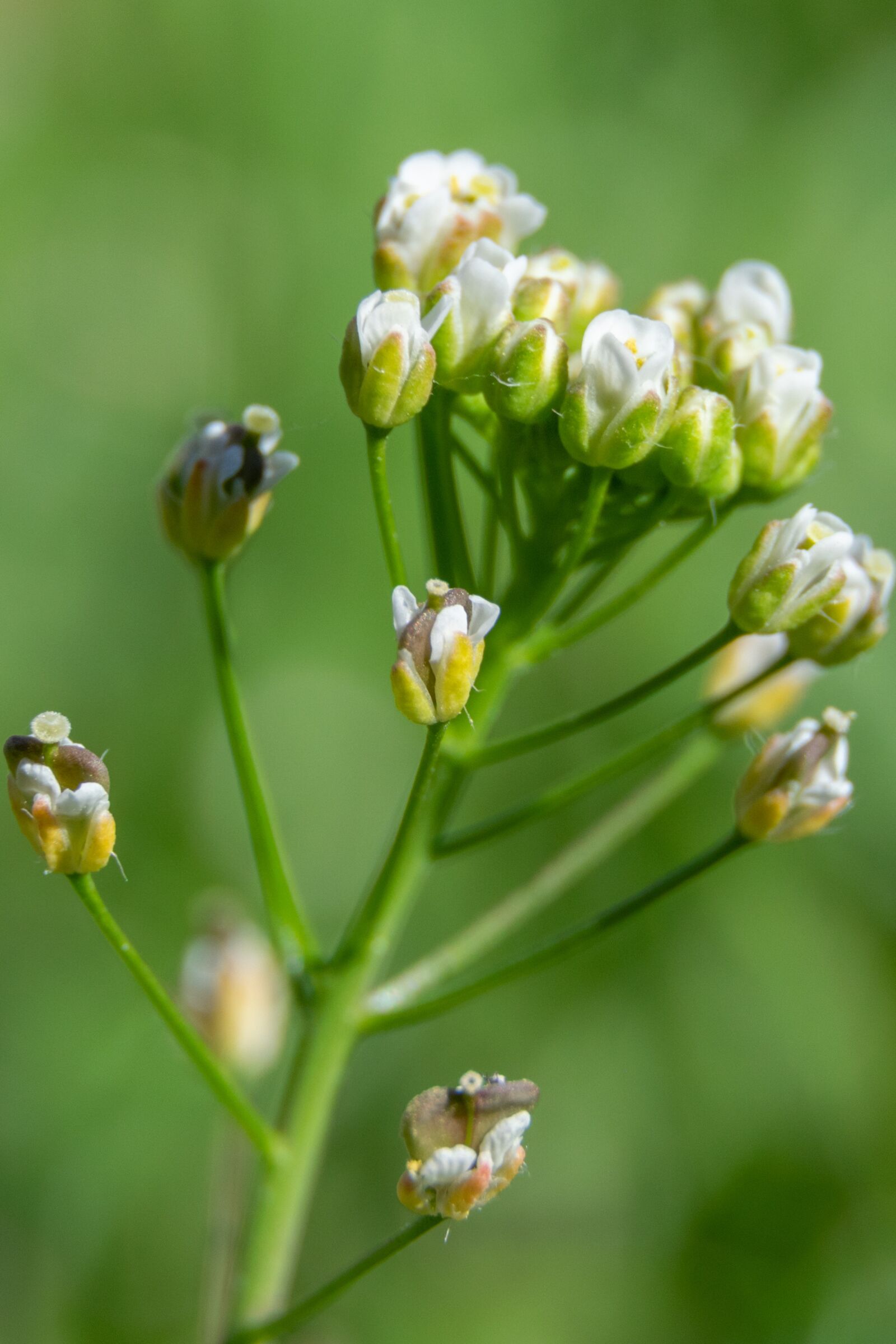 Nikon D3300 sample photo. Flower, garden, nature photography
