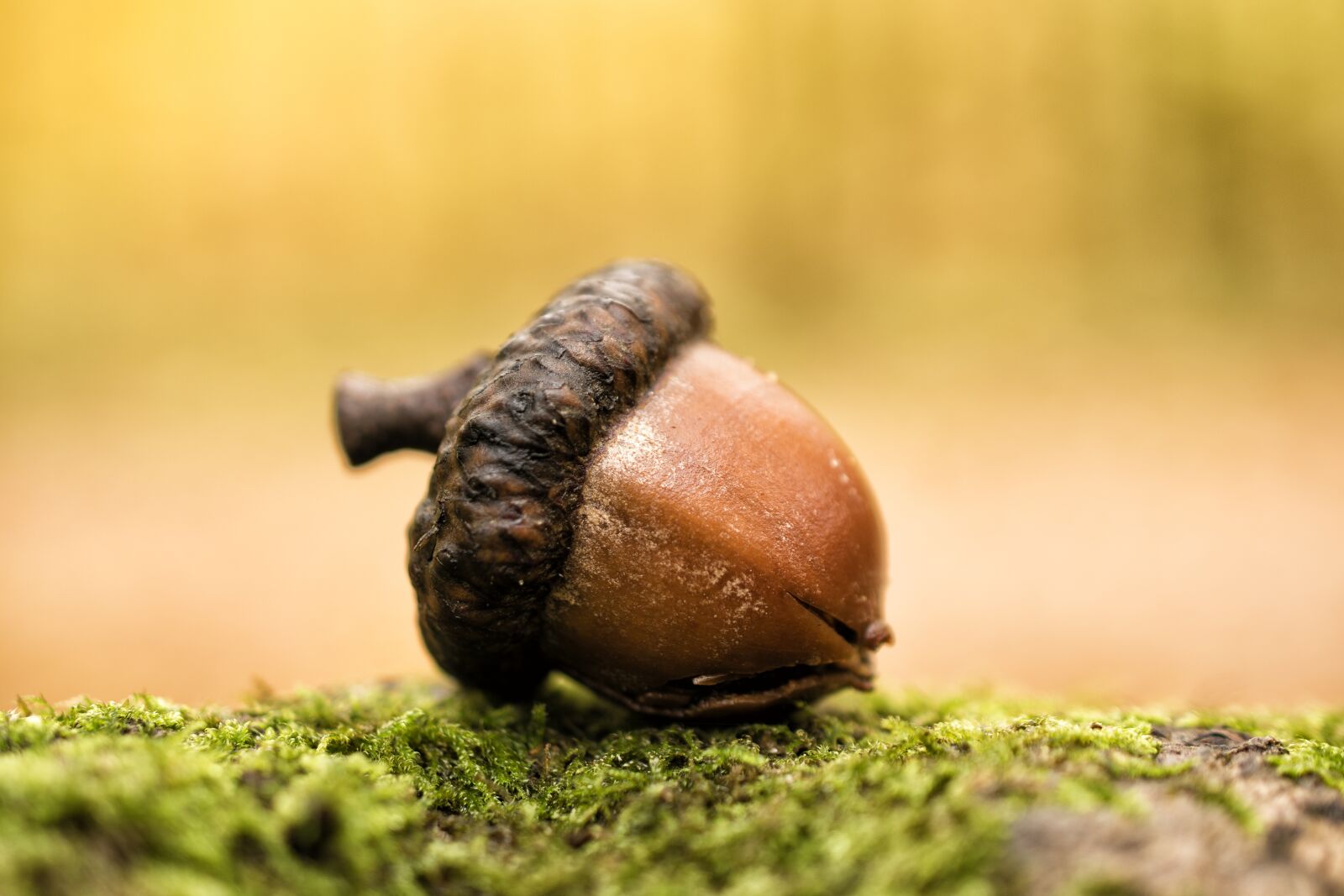 Nikon D5600 sample photo. Acorn, forest, nature photography