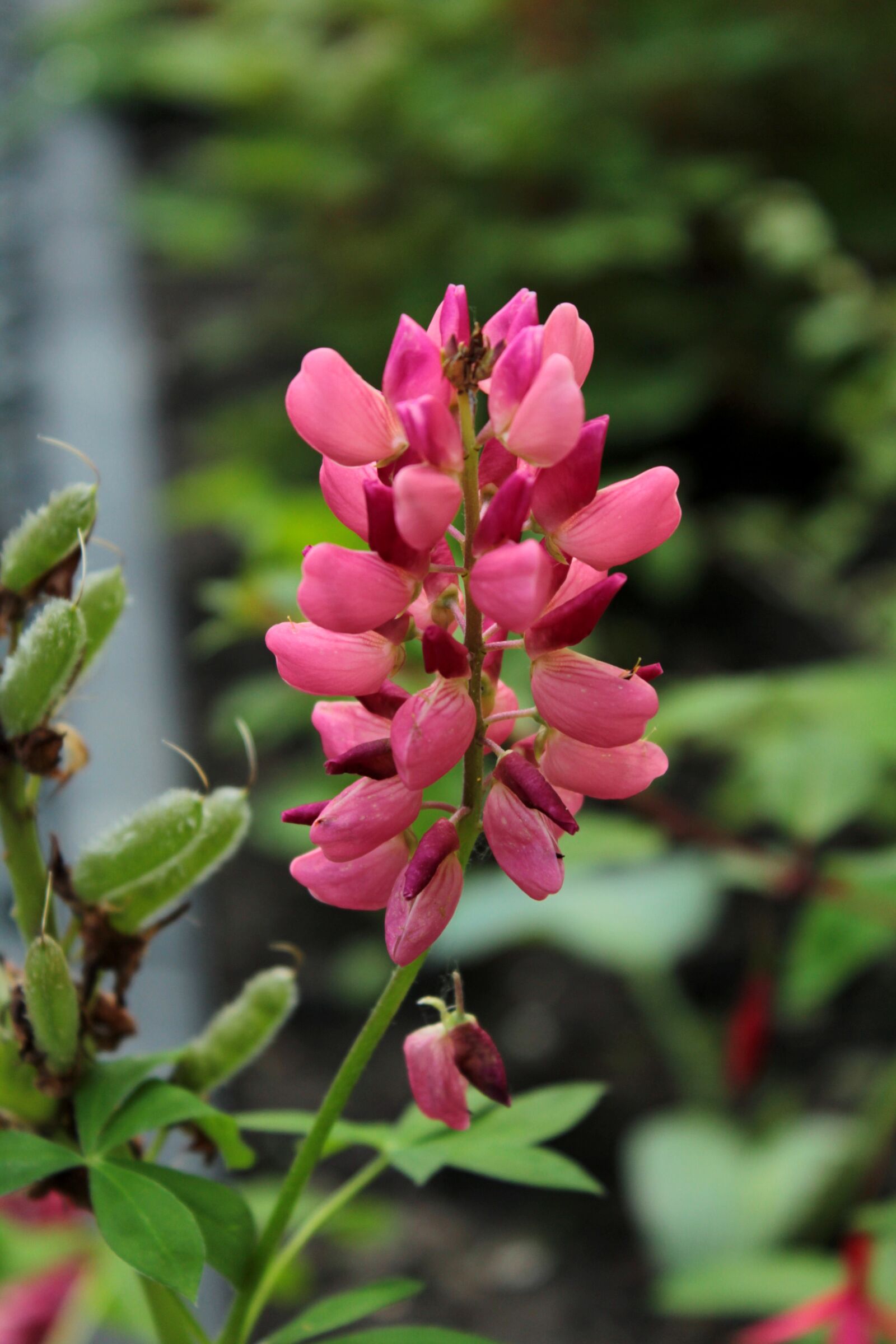 Canon EOS 600D (Rebel EOS T3i / EOS Kiss X5) sample photo. Lupine, rose-red, two-year photography