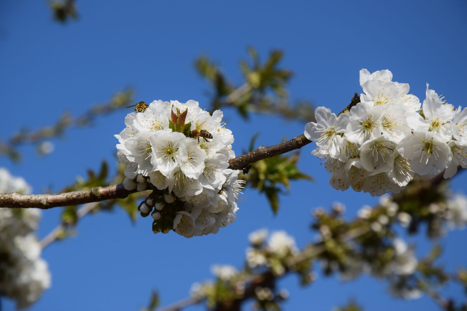 Nikon D5300 sample photo. Wasp, blossom, bloom photography