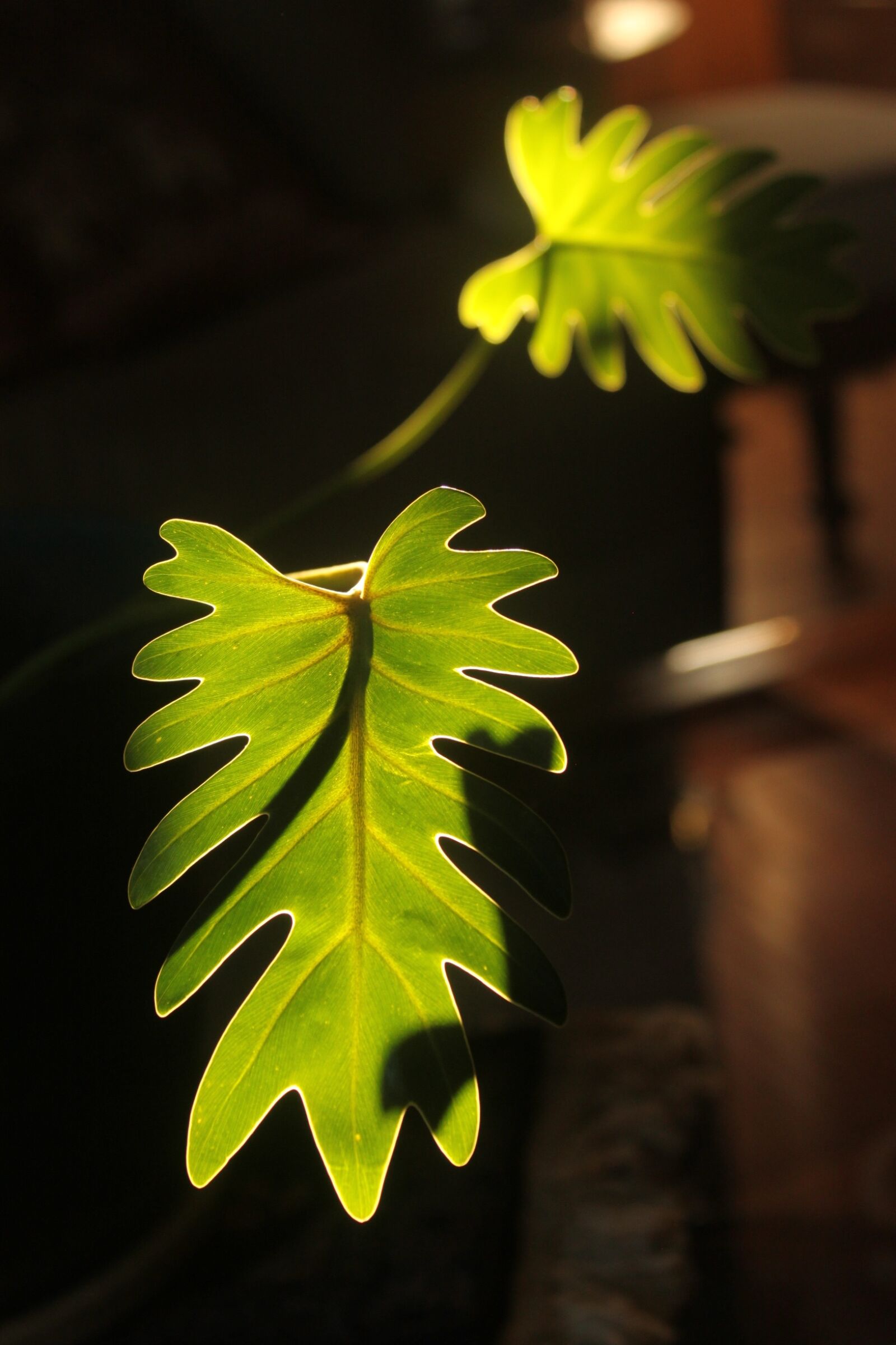 Canon EOS 500D (EOS Rebel T1i / EOS Kiss X3) sample photo. Leaves, plants, green photography