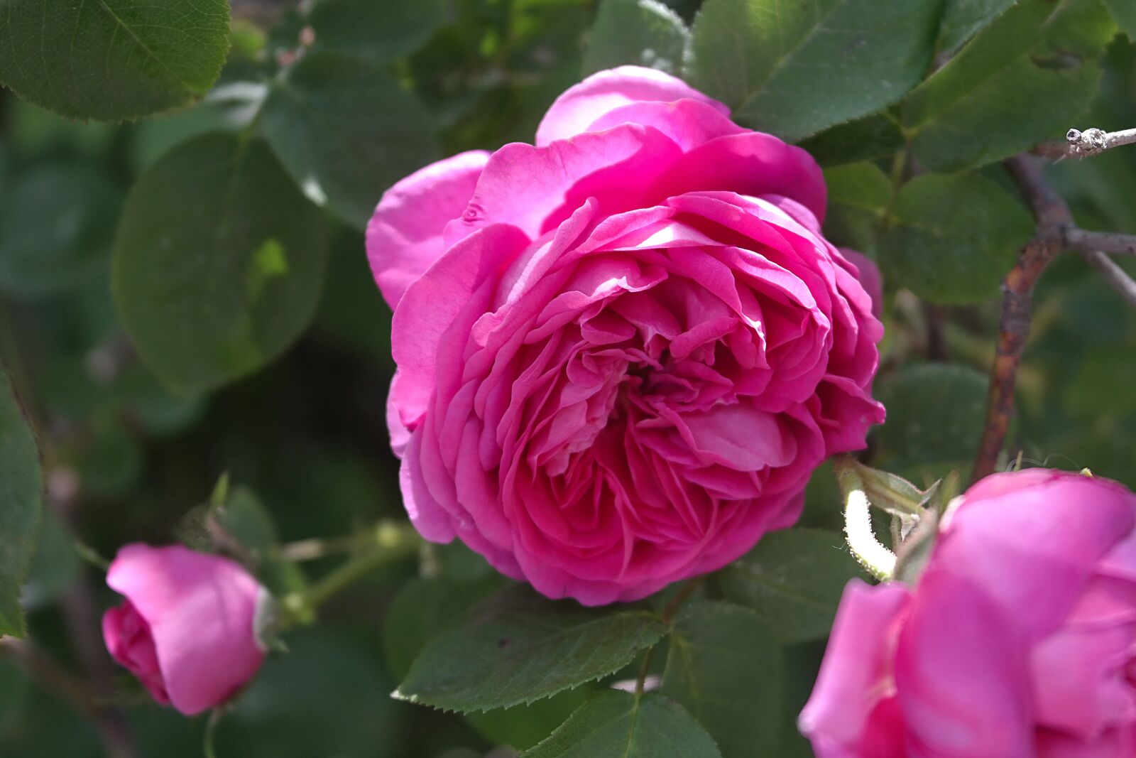 Samsung NX300 sample photo. Rose, garden, aroma photography