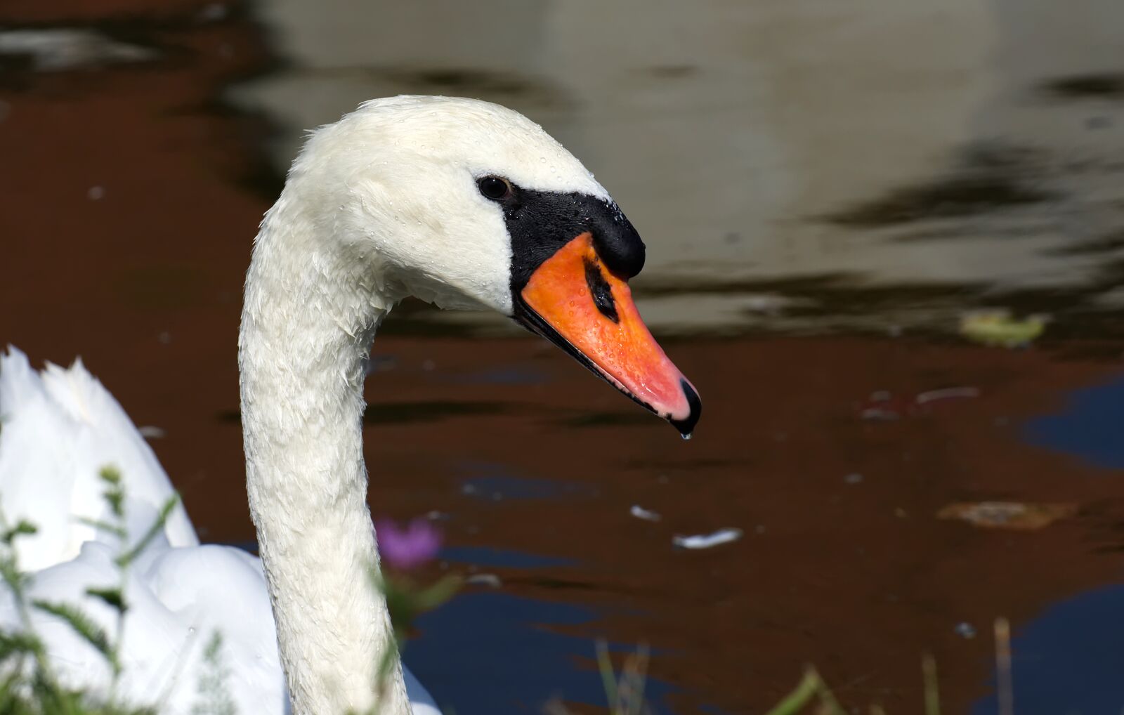 Nikon D7200 sample photo. Swan, elegant, noble photography