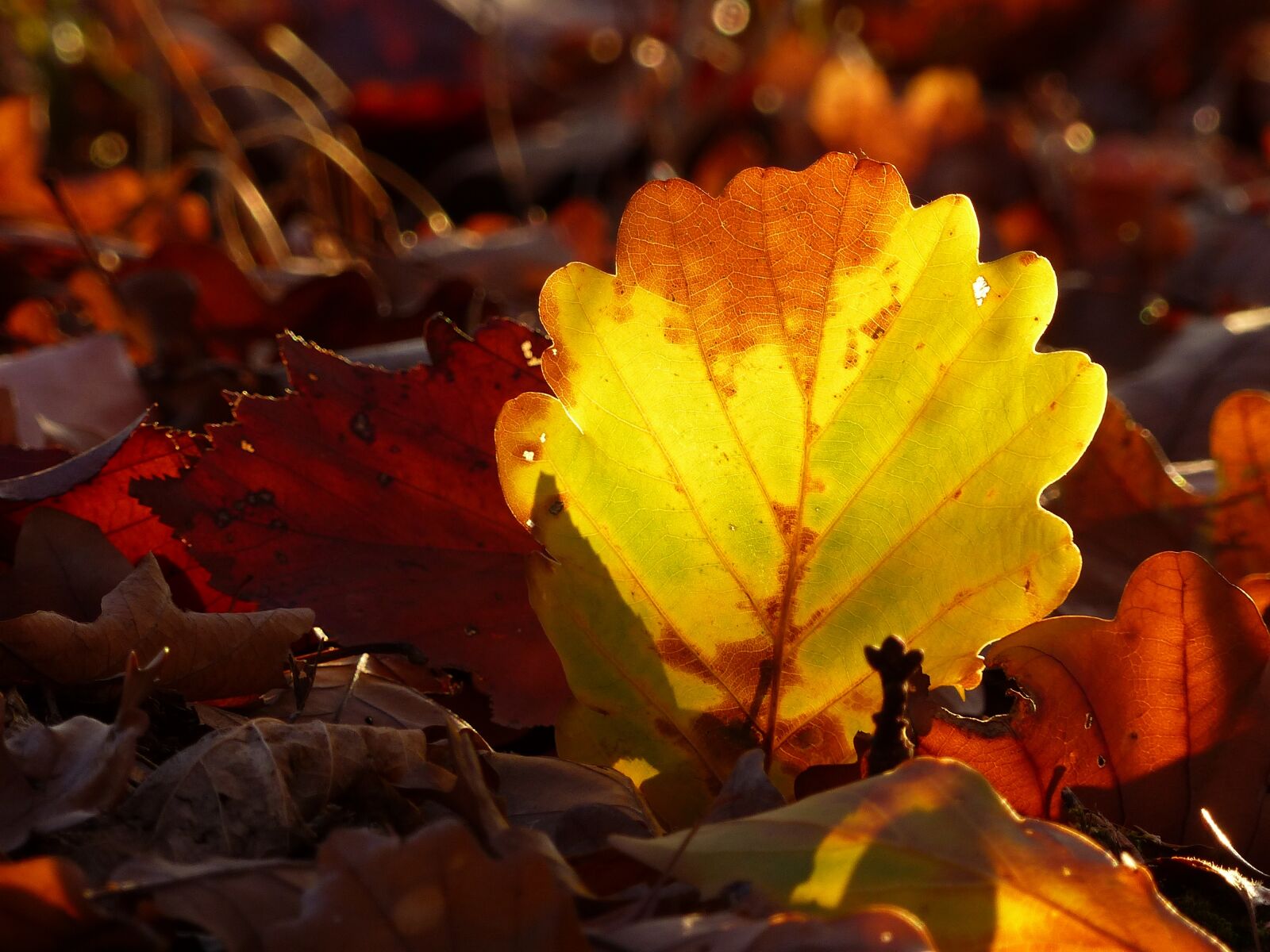Panasonic Lumix DMC-FZ200 sample photo. Autumn, leaves, leaf photography