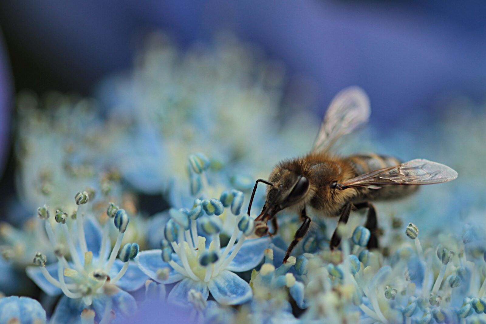 Canon EOS 550D (EOS Rebel T2i / EOS Kiss X4) sample photo. Bee, honey bee, apis photography