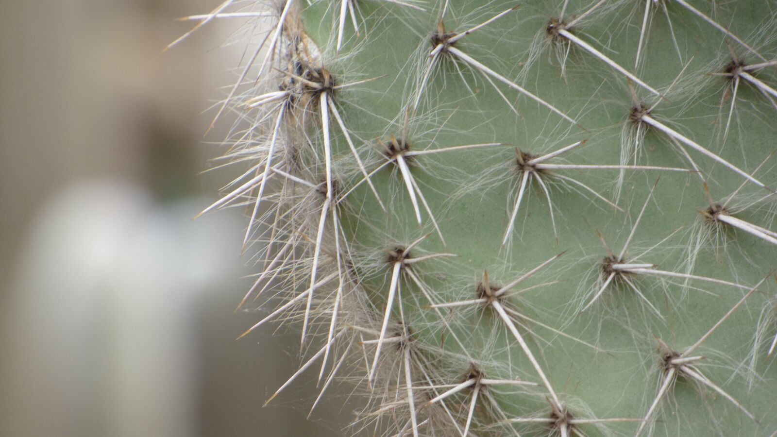 Panasonic DMC-FZ72 sample photo. Cactus, macro, flower photography