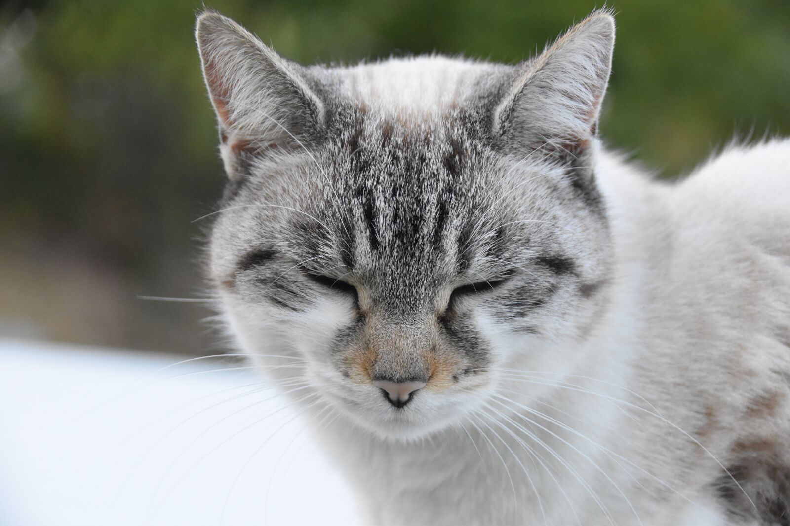 Nikon D5600 sample photo. Cat, alley cat, cat photography
