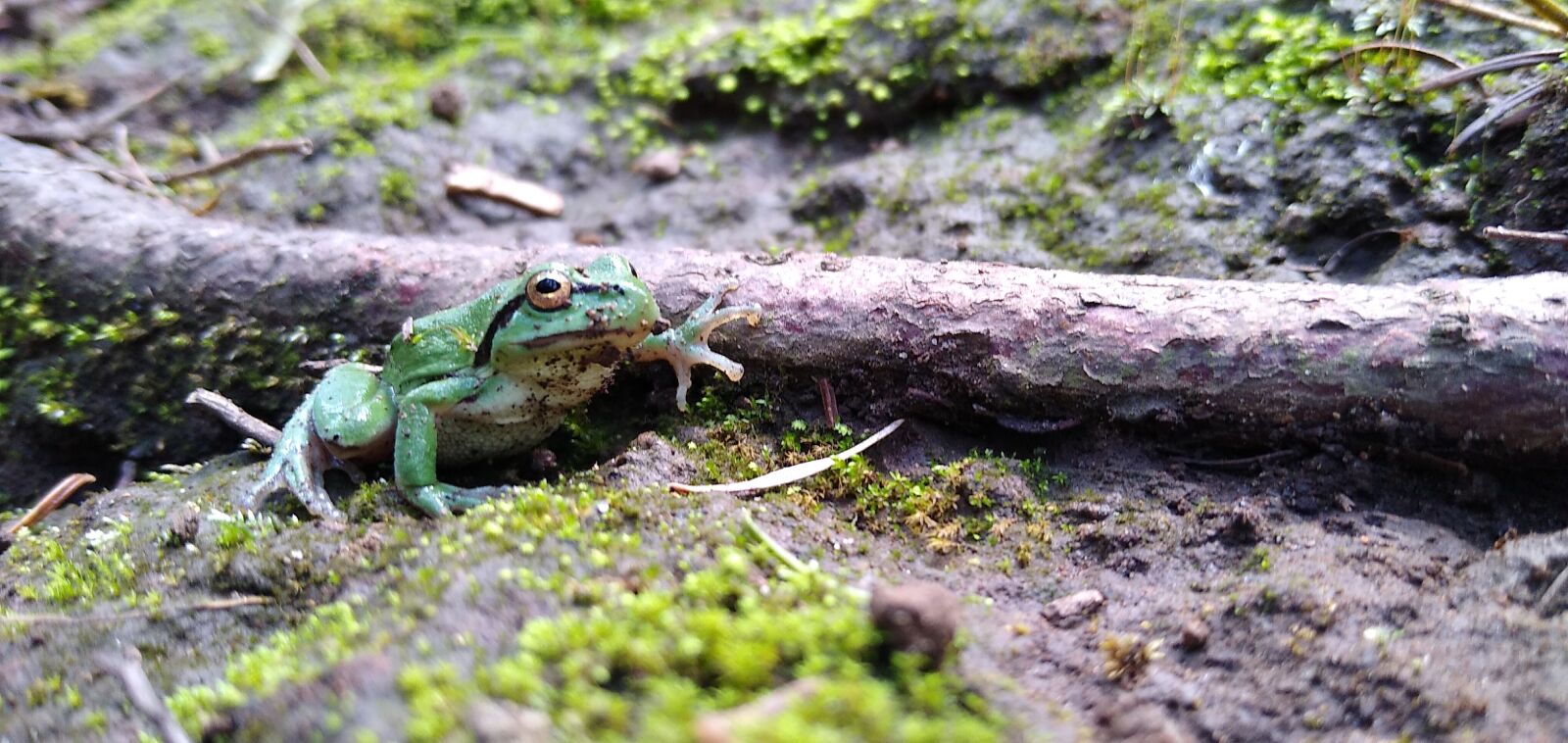 Motorola moto g(7) power sample photo. Frog, green frog, toad photography