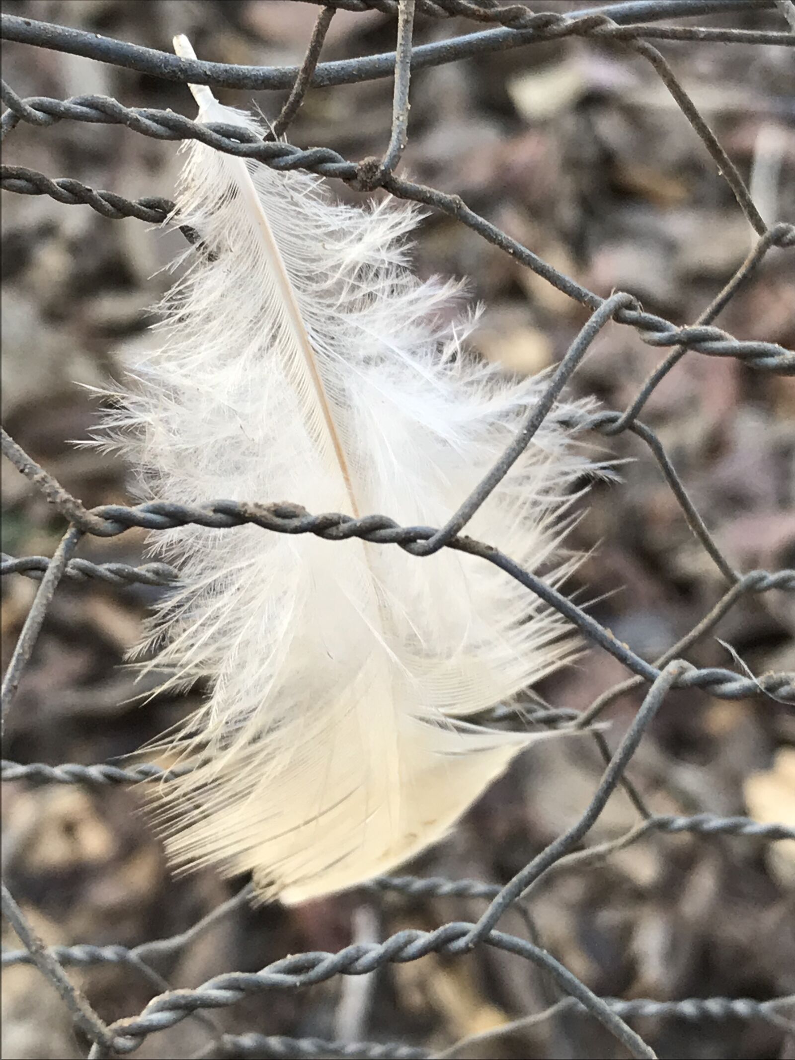 Apple iPhone 7 sample photo. Nature, outdoors, wildlife photography