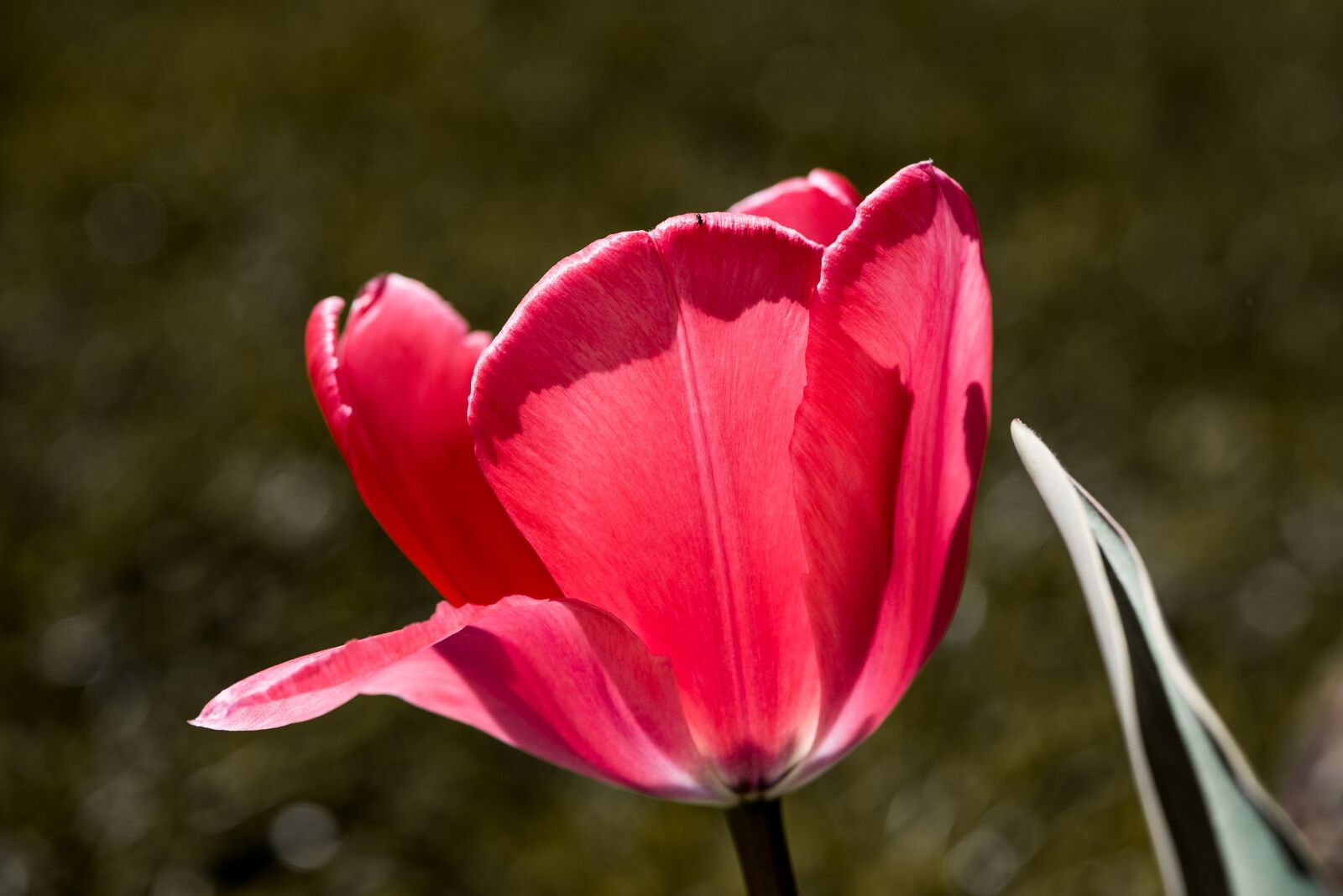 Nikon D750 sample photo. Tulip, flower, blossom photography