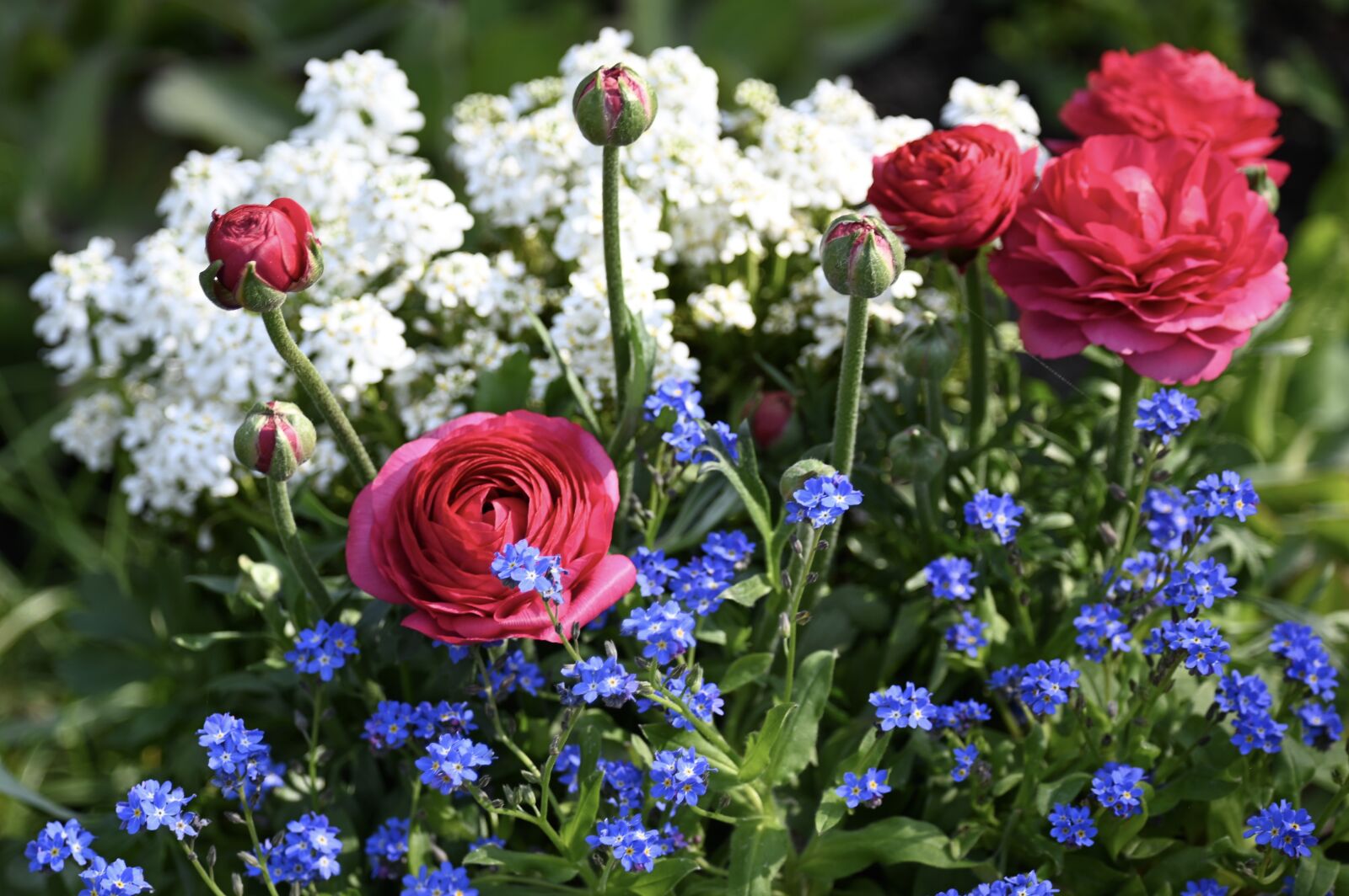 Nikon Z6 sample photo. Ranunculus, pink, beauty photography