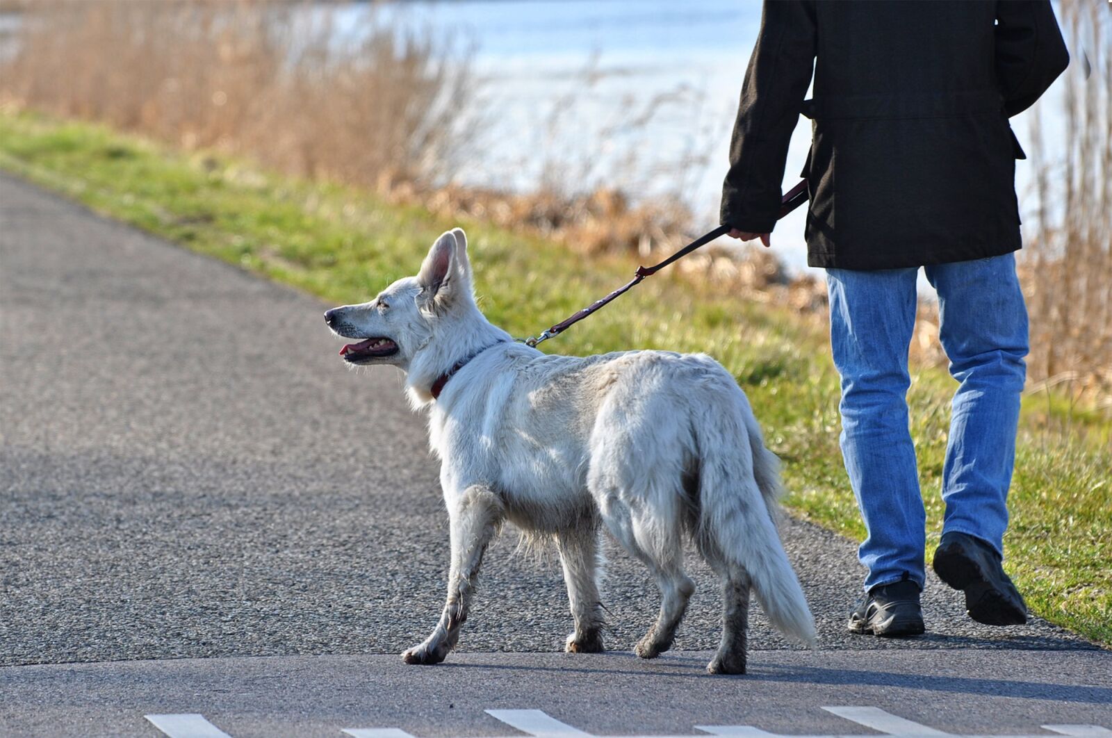 Nikon D90 sample photo. Dog, canine, mammal photography