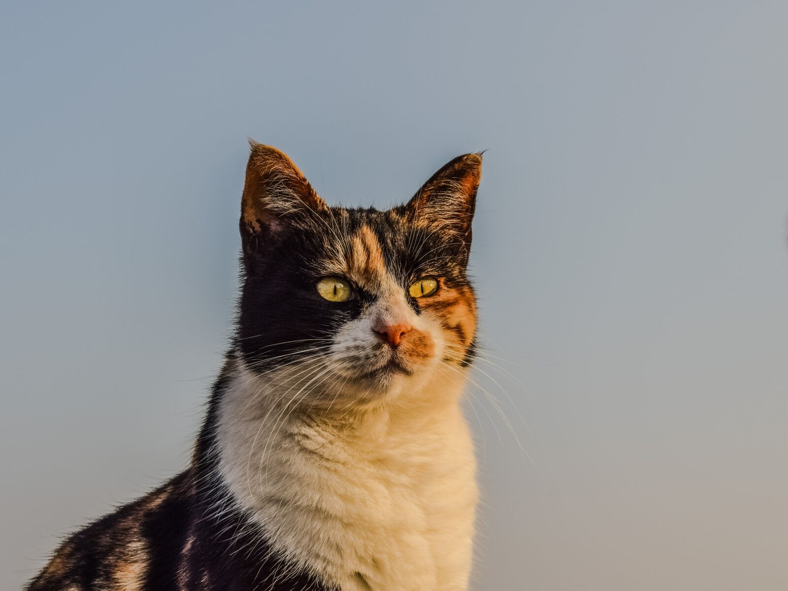 Nikon D3300 sample photo. Cat, stray, animal photography