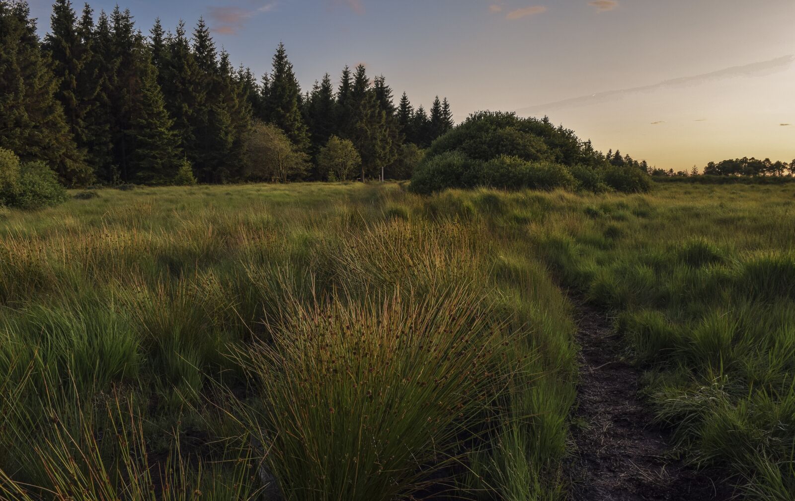 Nikon D3300 sample photo. Nature, landscape, moor photography