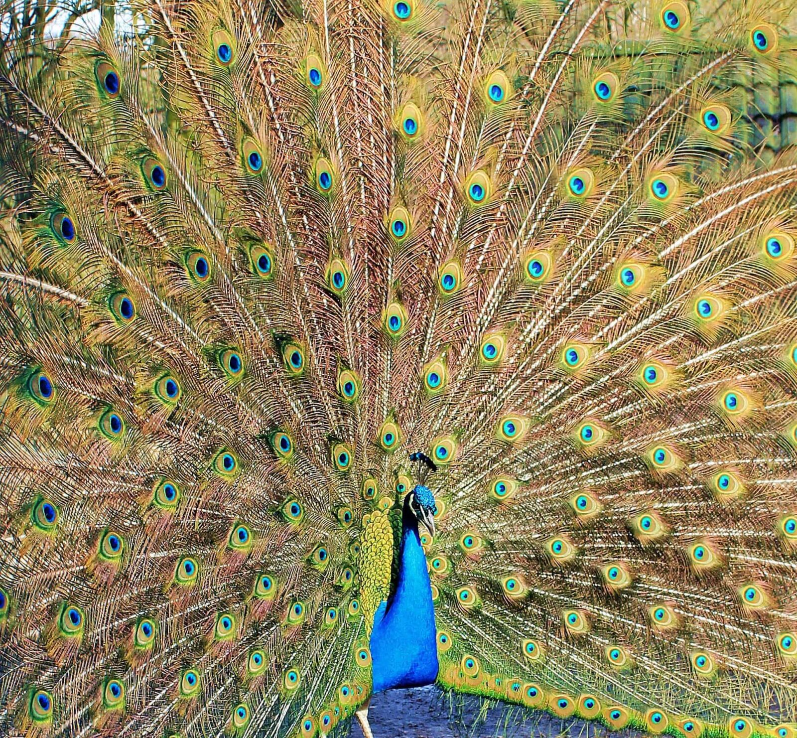 Canon EOS 550D (EOS Rebel T2i / EOS Kiss X4) sample photo. Peacock bird, feather, eye photography