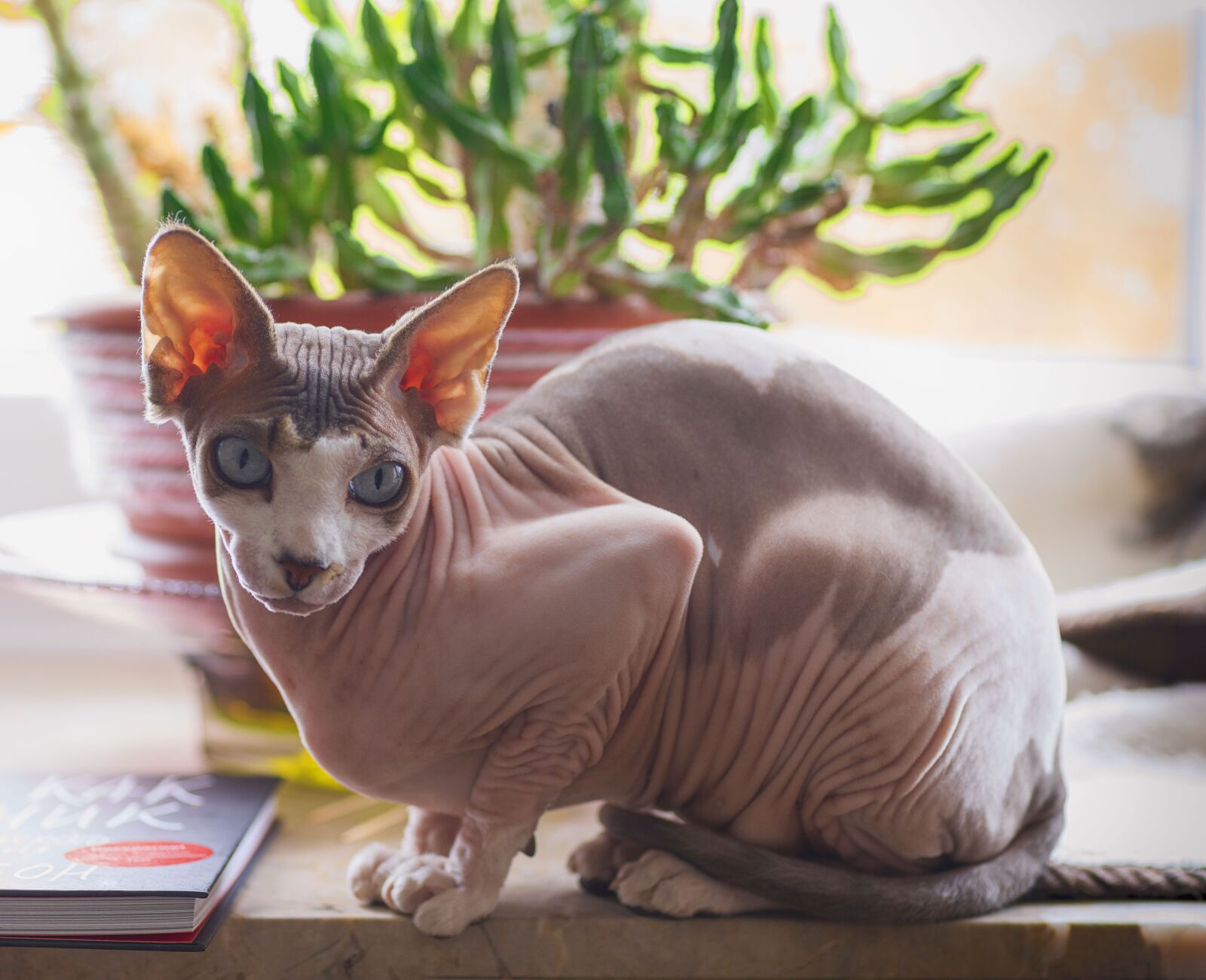 DT 85mm F1.2 SAM sample photo. Sphynx, cat, cats photography