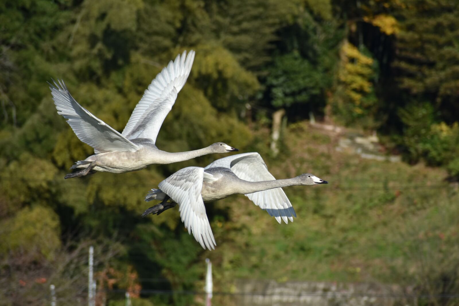 Nikon D7200 sample photo. Animal, forest, bird photography