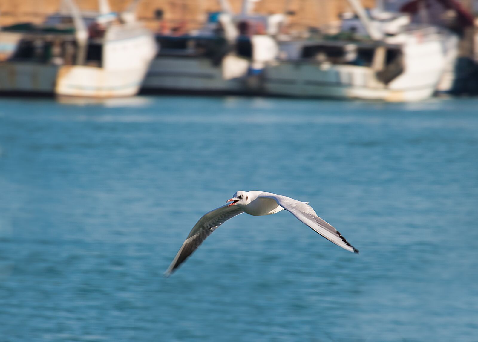 Canon EF-S 55-250mm F4-5.6 IS STM sample photo. Seagull, bird, animal photography