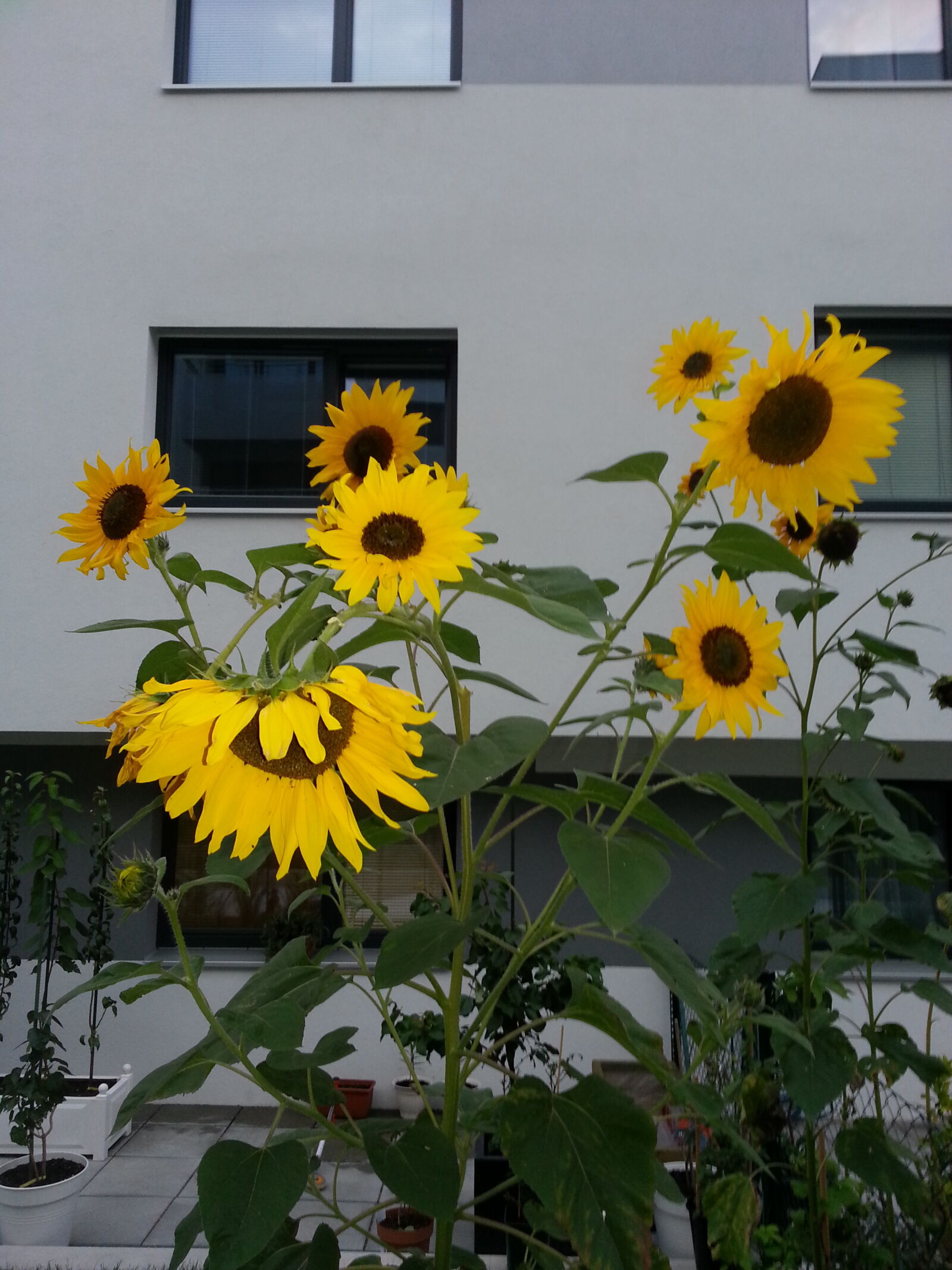 Samsung Galaxy S3 sample photo. Sun, sunflower, sunnflower photography