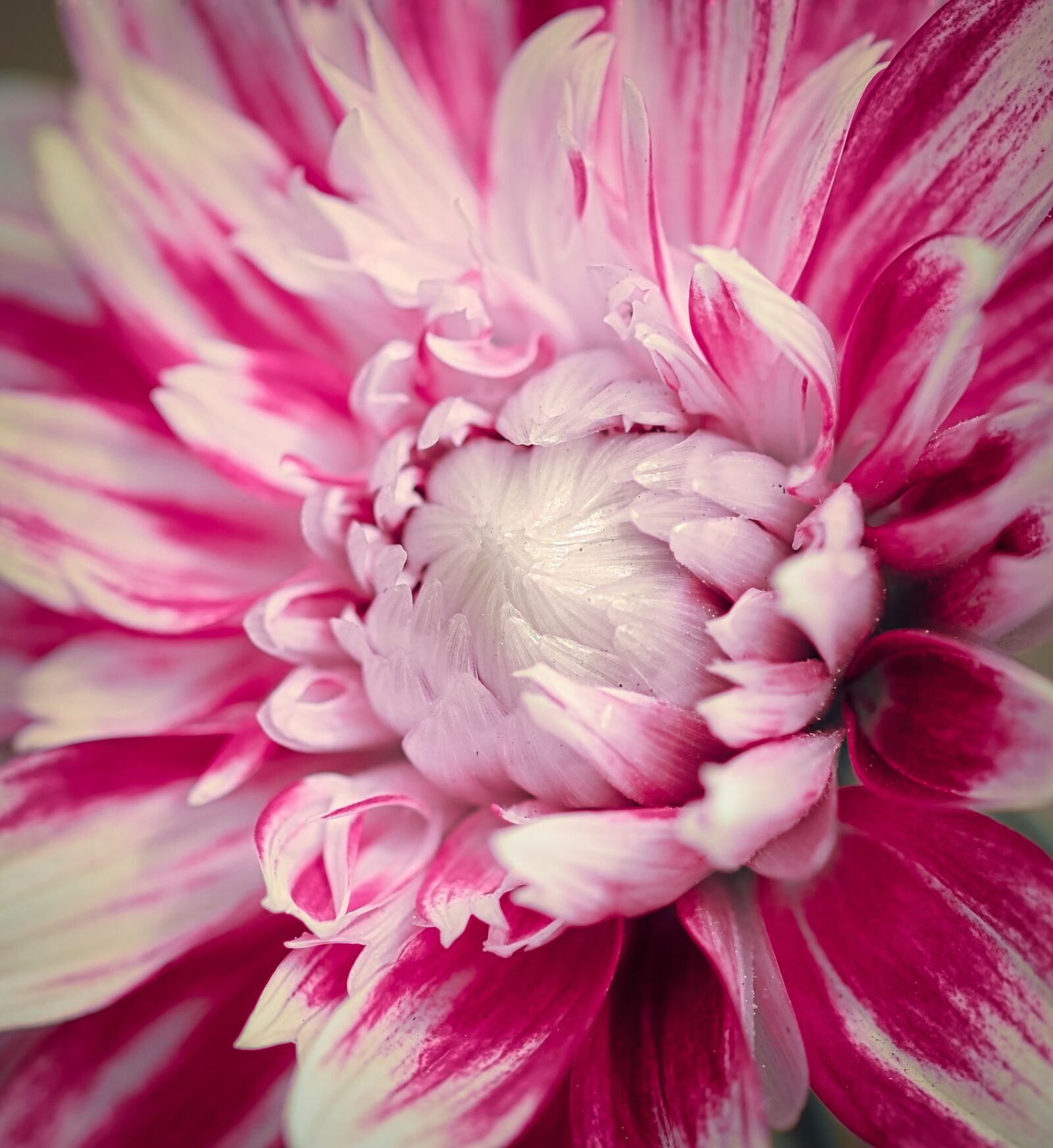 Canon EOS 200D (EOS Rebel SL2 / EOS Kiss X9) sample photo. Dahlia, red, white photography