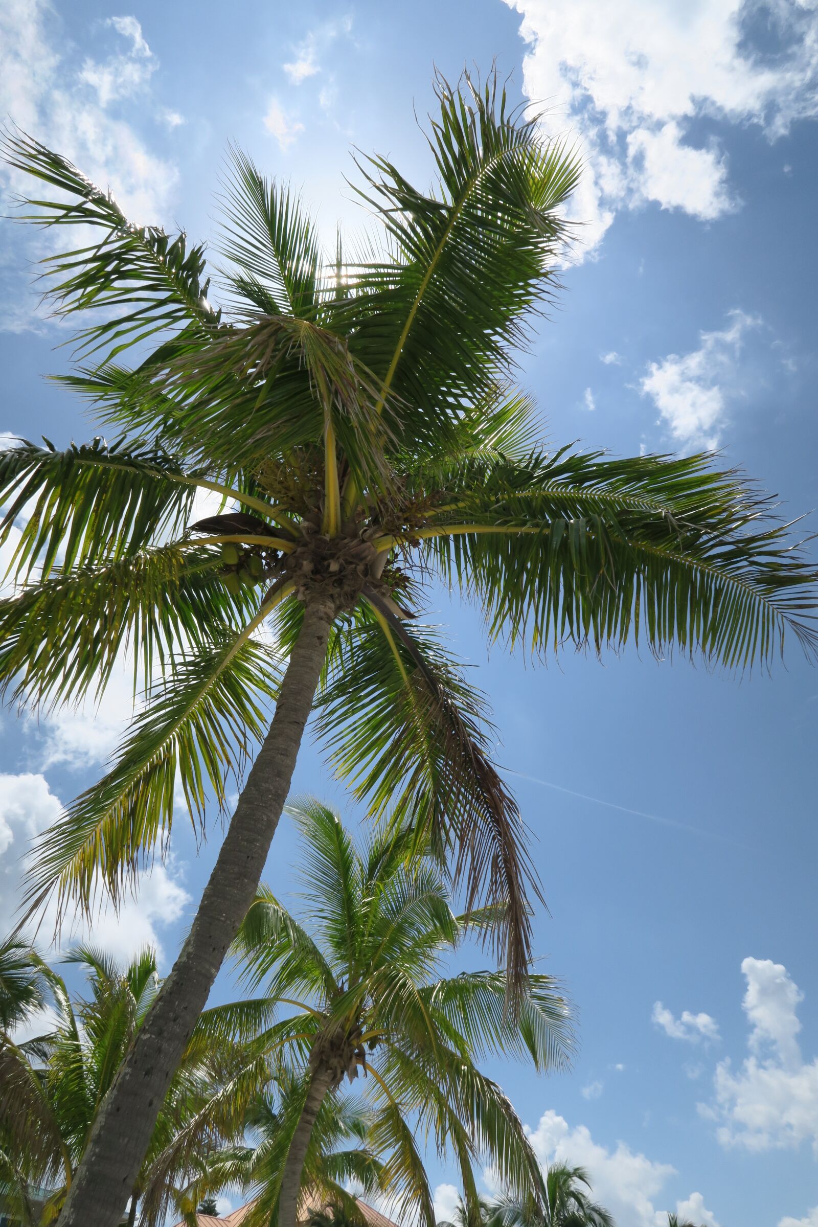 Canon PowerShot G7 X sample photo. Palm, sun, summer photography