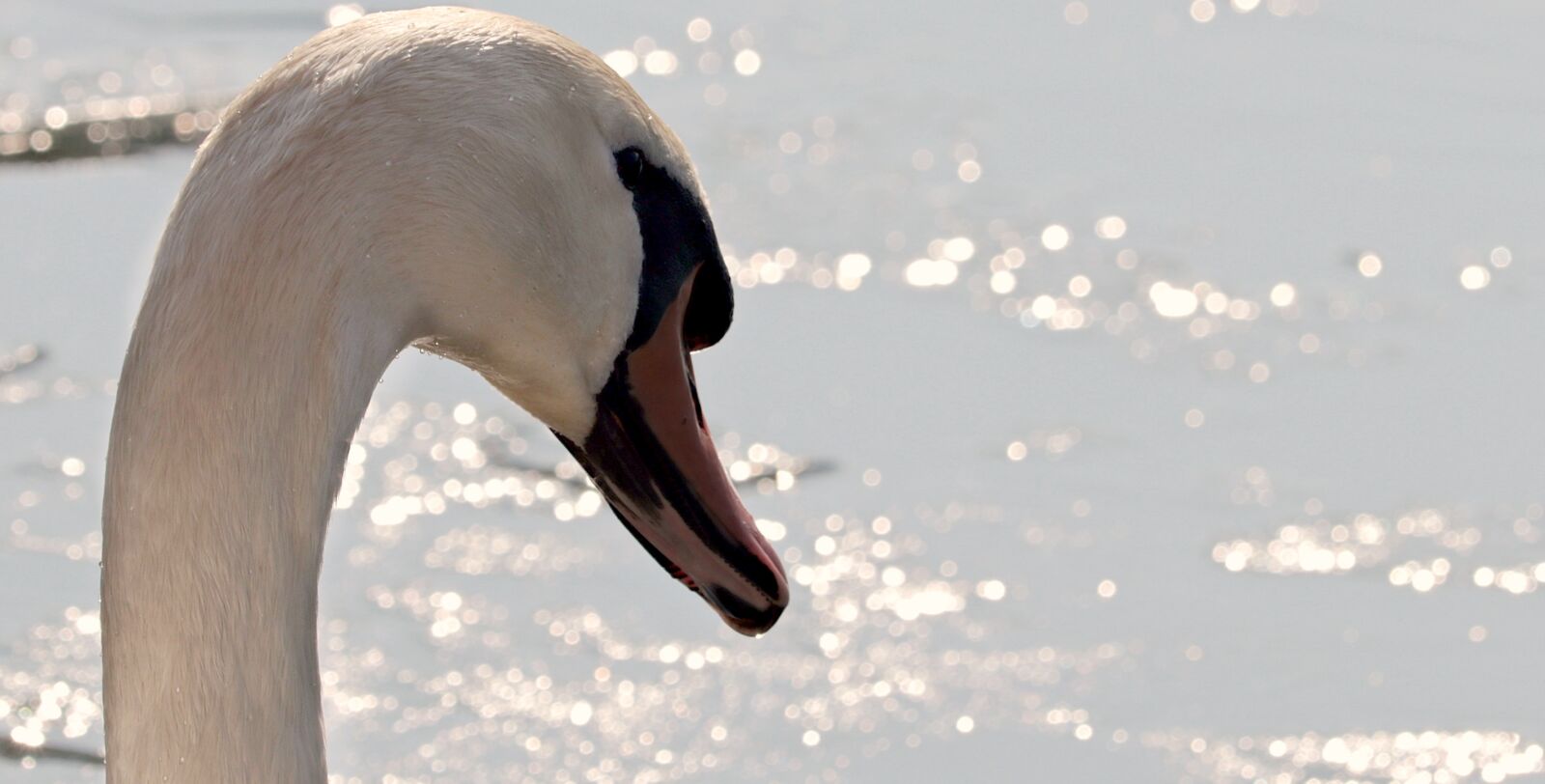 Canon EF-S 55-250mm F4-5.6 IS STM sample photo. Waters, winter, nature photography